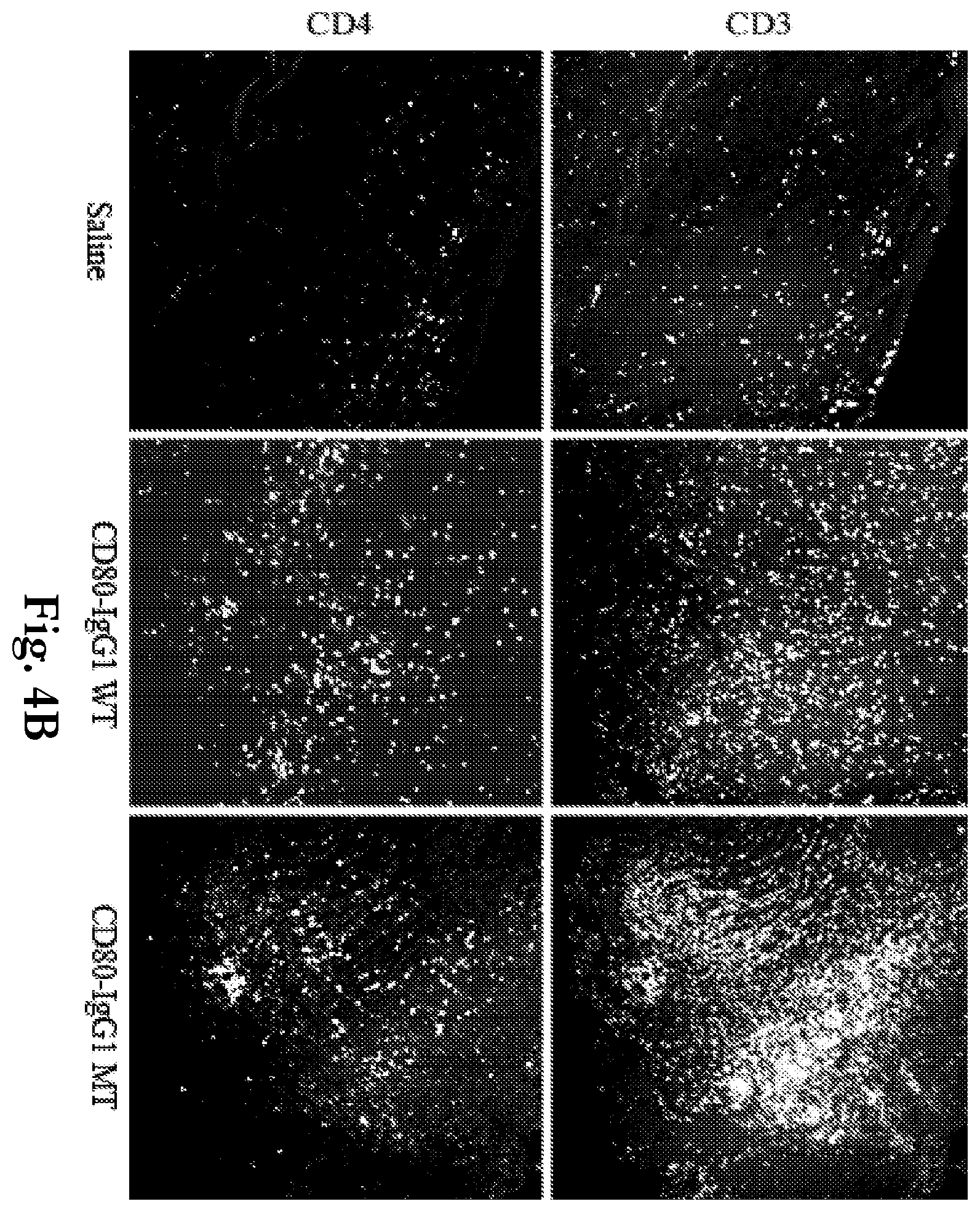 Patent US12365719 Figure 5 – CD80 extracellular domain polypeptides and their use in cancer treatment