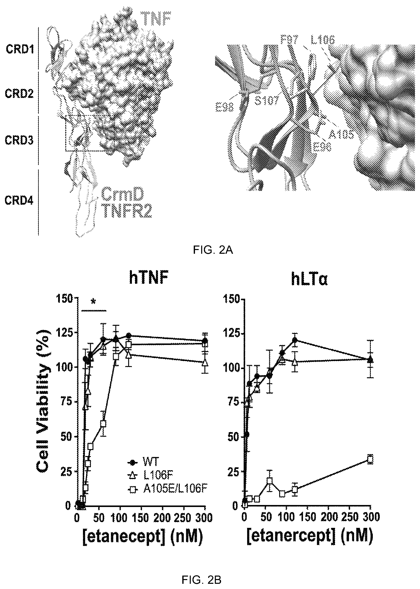 Patent US12365720 Figure 2 – Etanercept variants with improved therapeutical effect