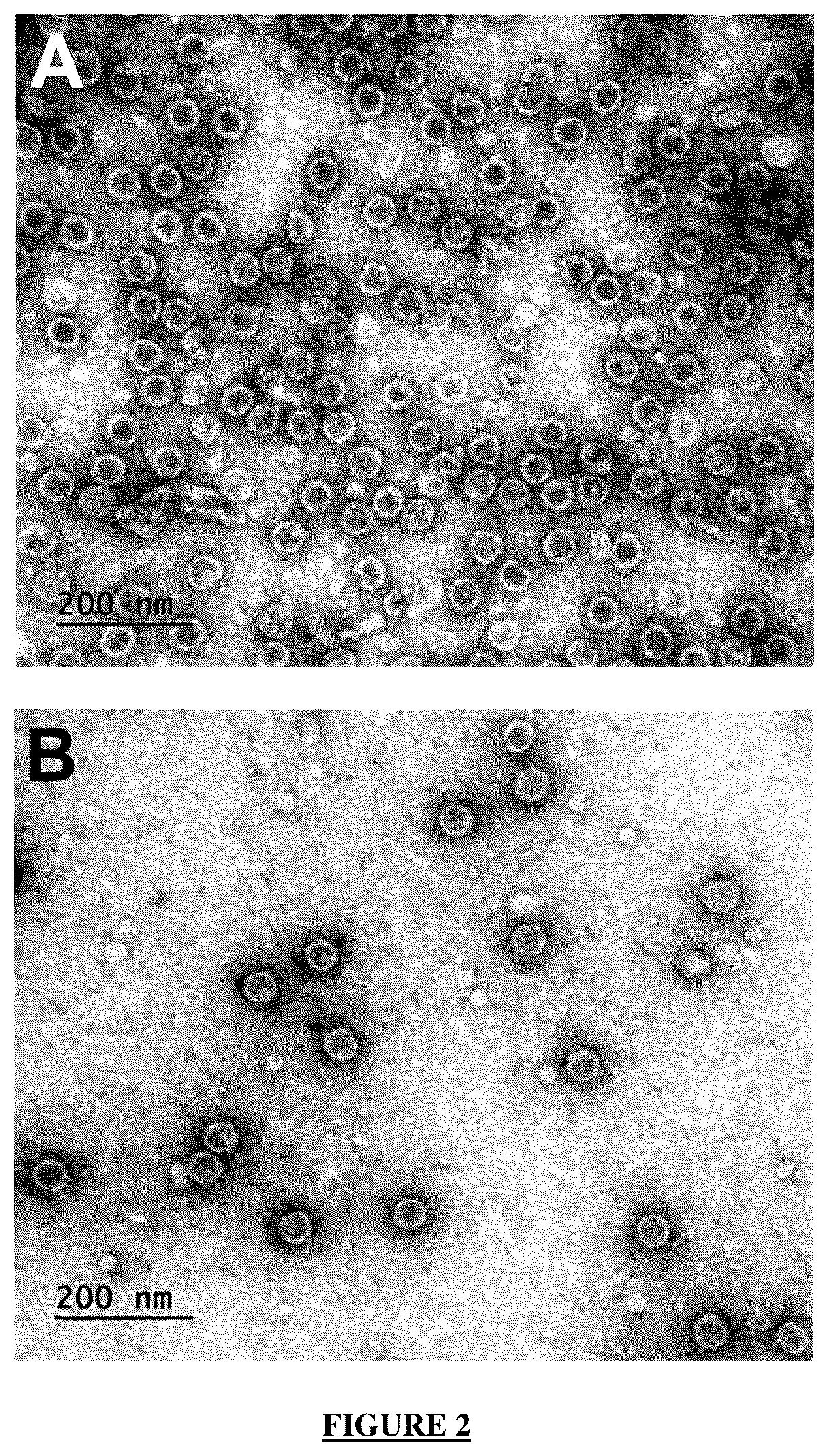 Patent US12365721 Figure 2 – Antibody targeting the VP-1 protein, fragments thereof, and uses of same for detecting infection with the BK polyomavirus