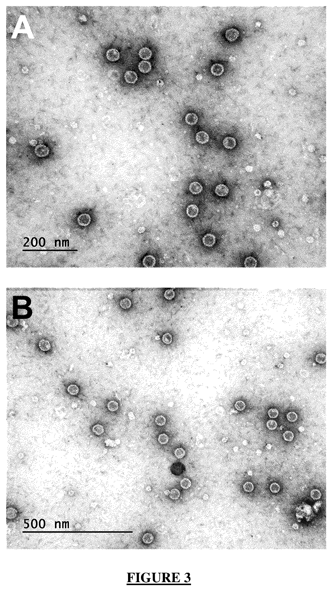 Patent US12365721 Figure 3 – Antibody targeting the VP-1 protein, fragments thereof, and uses of same for detecting infection with the BK polyomavirus
