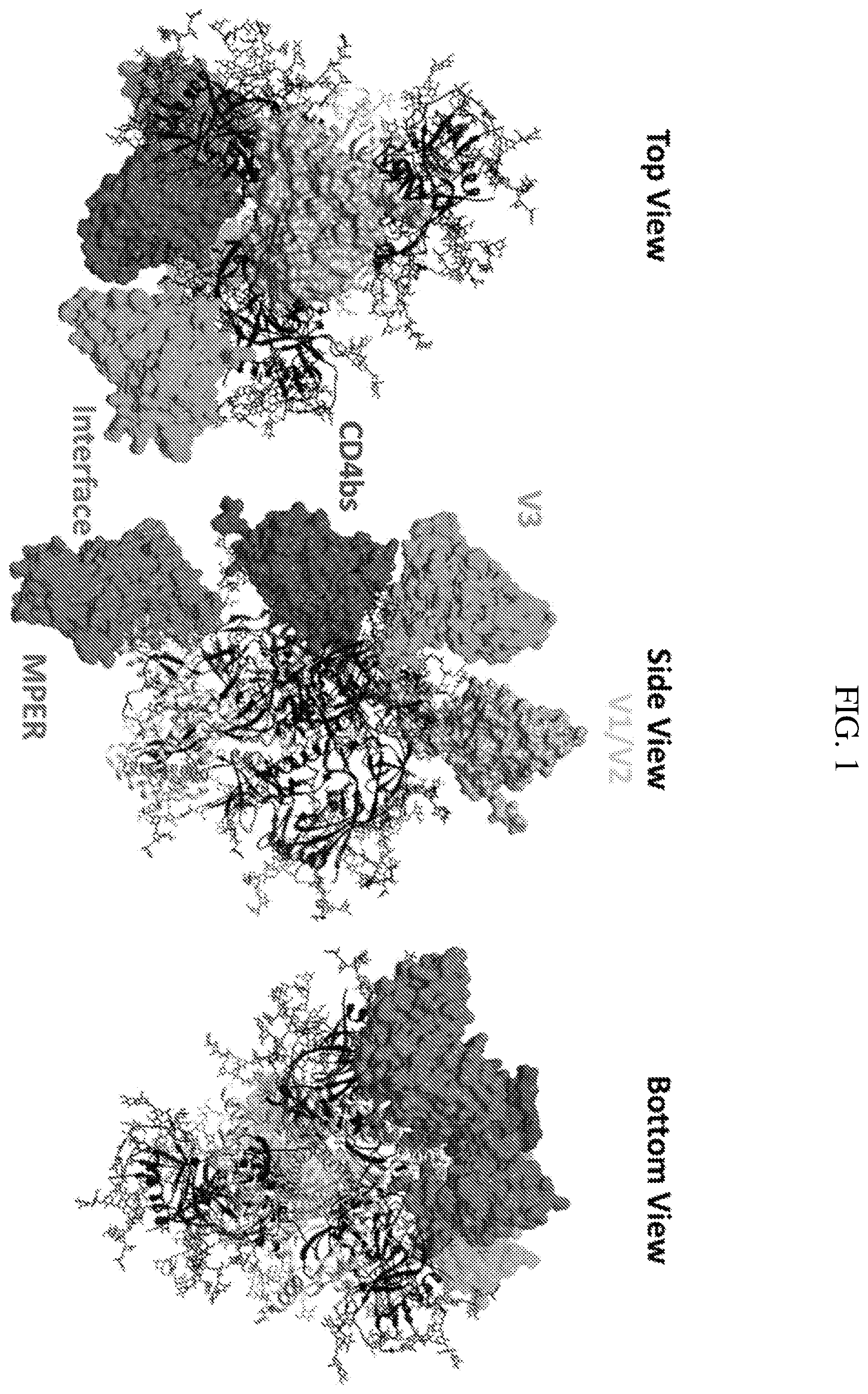 Patent US12365722 — Multispecific antibodies targeting multiple epitopes on the HIV-1 envelope — Figure 1