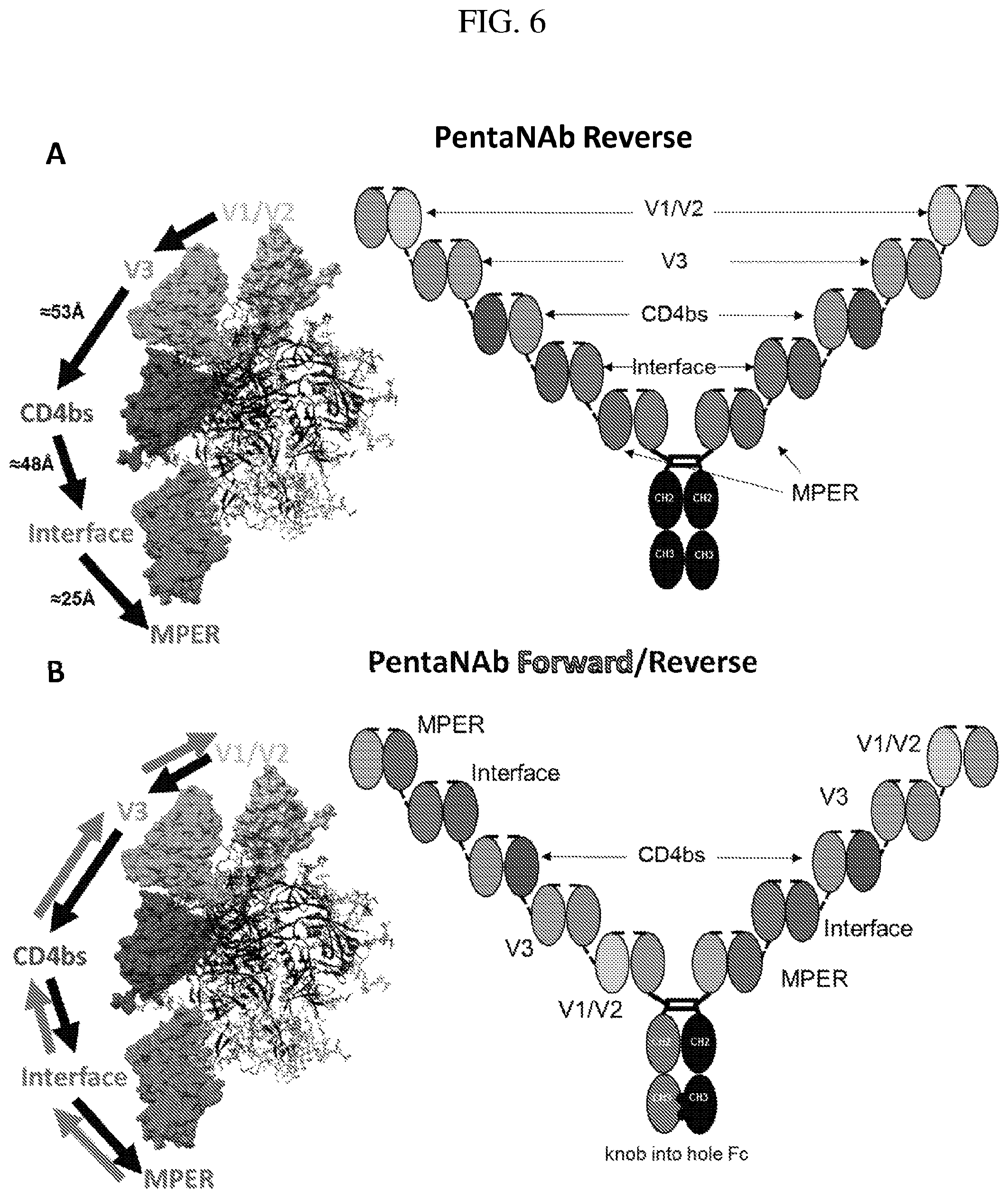 Patent US12365722 Figure 14 – Multispecific antibodies targeting multiple epitopes on the HIV-1 envelope