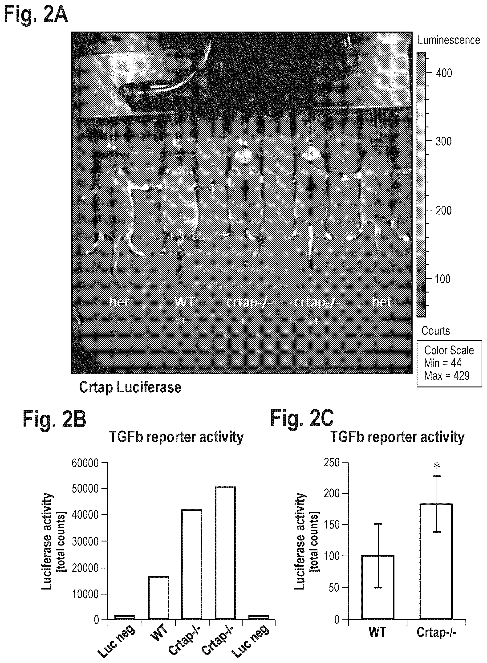 Patent US12365725 Figure 2 – Methods for treating osteogenesis imperfecta