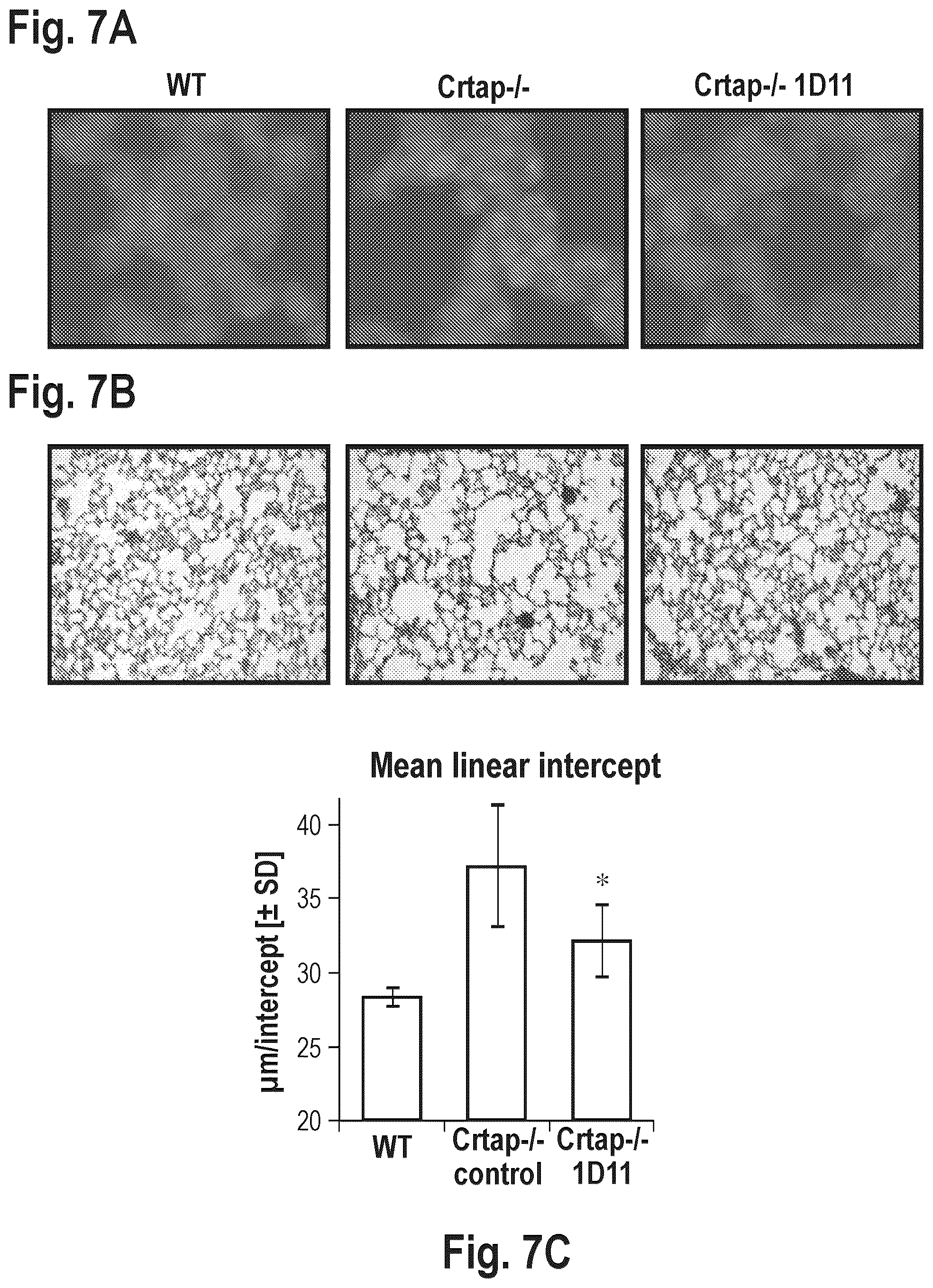 Patent US12365725 Figure 8 – Methods for treating osteogenesis imperfecta