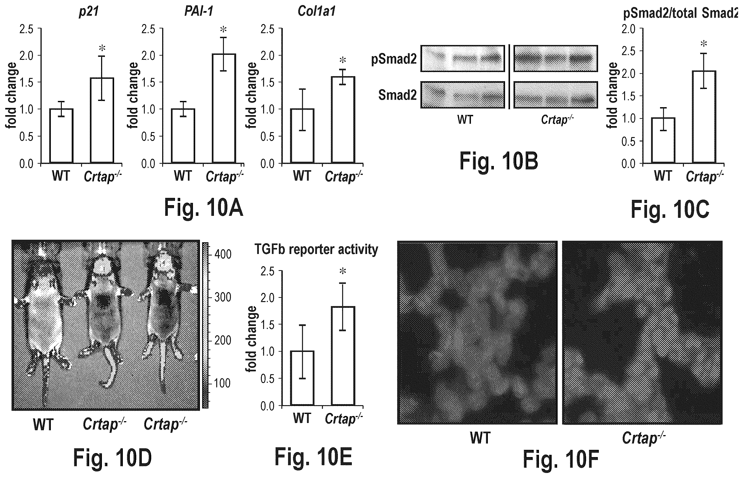 Patent US12365725 Figure 11 – Methods for treating osteogenesis imperfecta