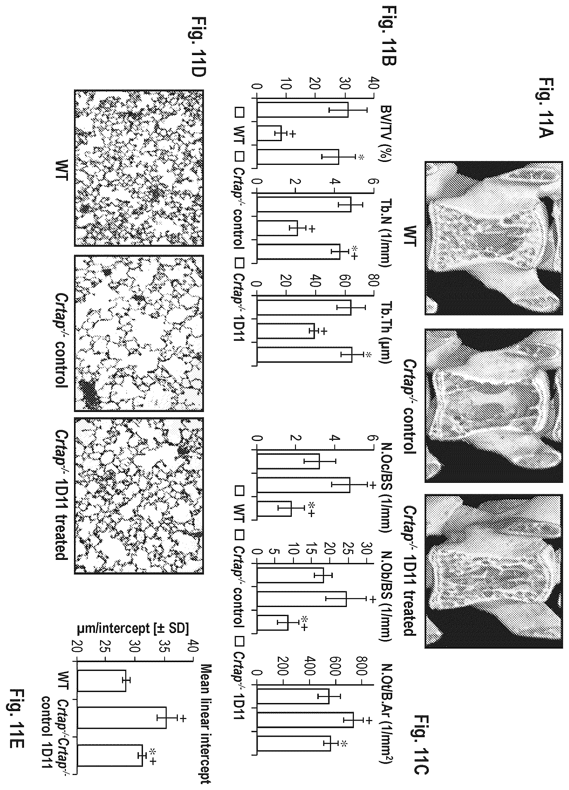 Patent US12365725 Figure 12 – Methods for treating osteogenesis imperfecta