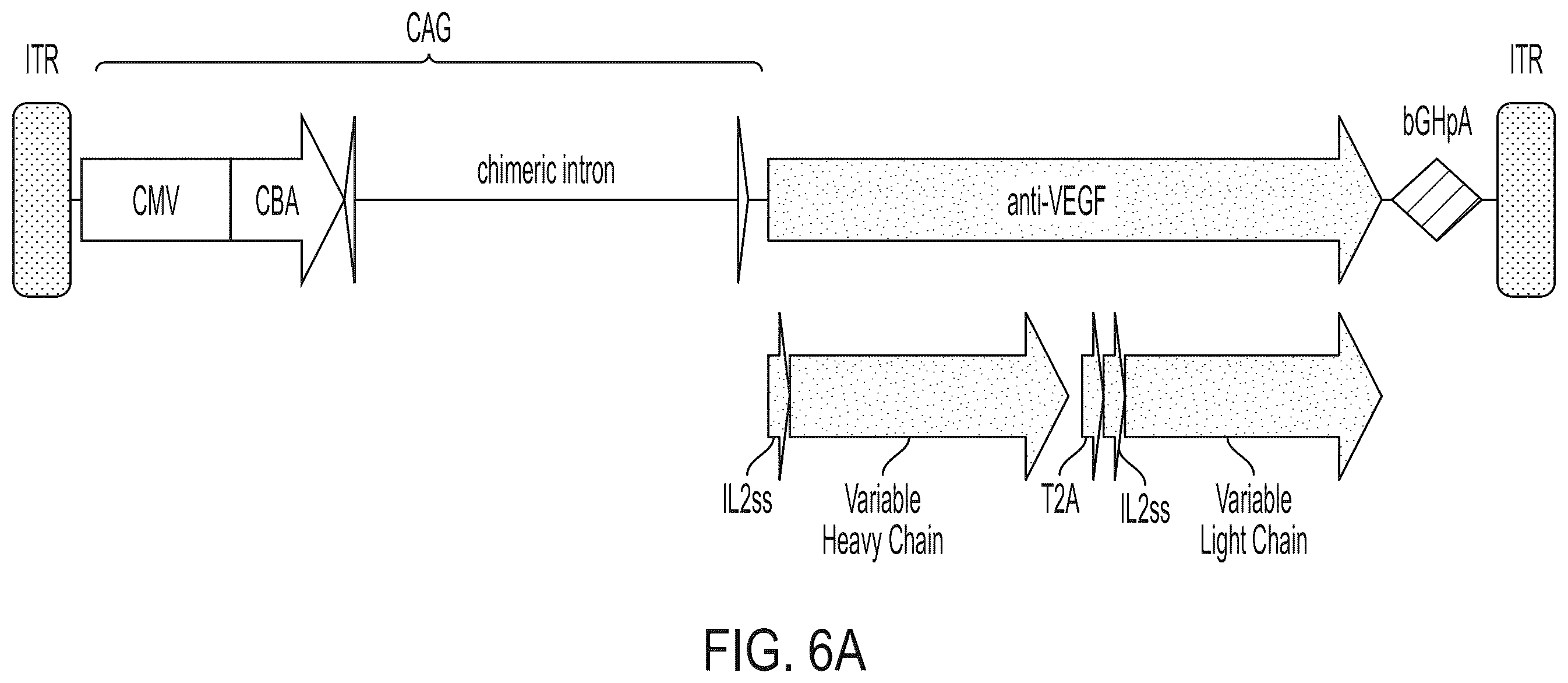 Patent US12365726 Figure 6 – Anti-VEGF antibody constructs