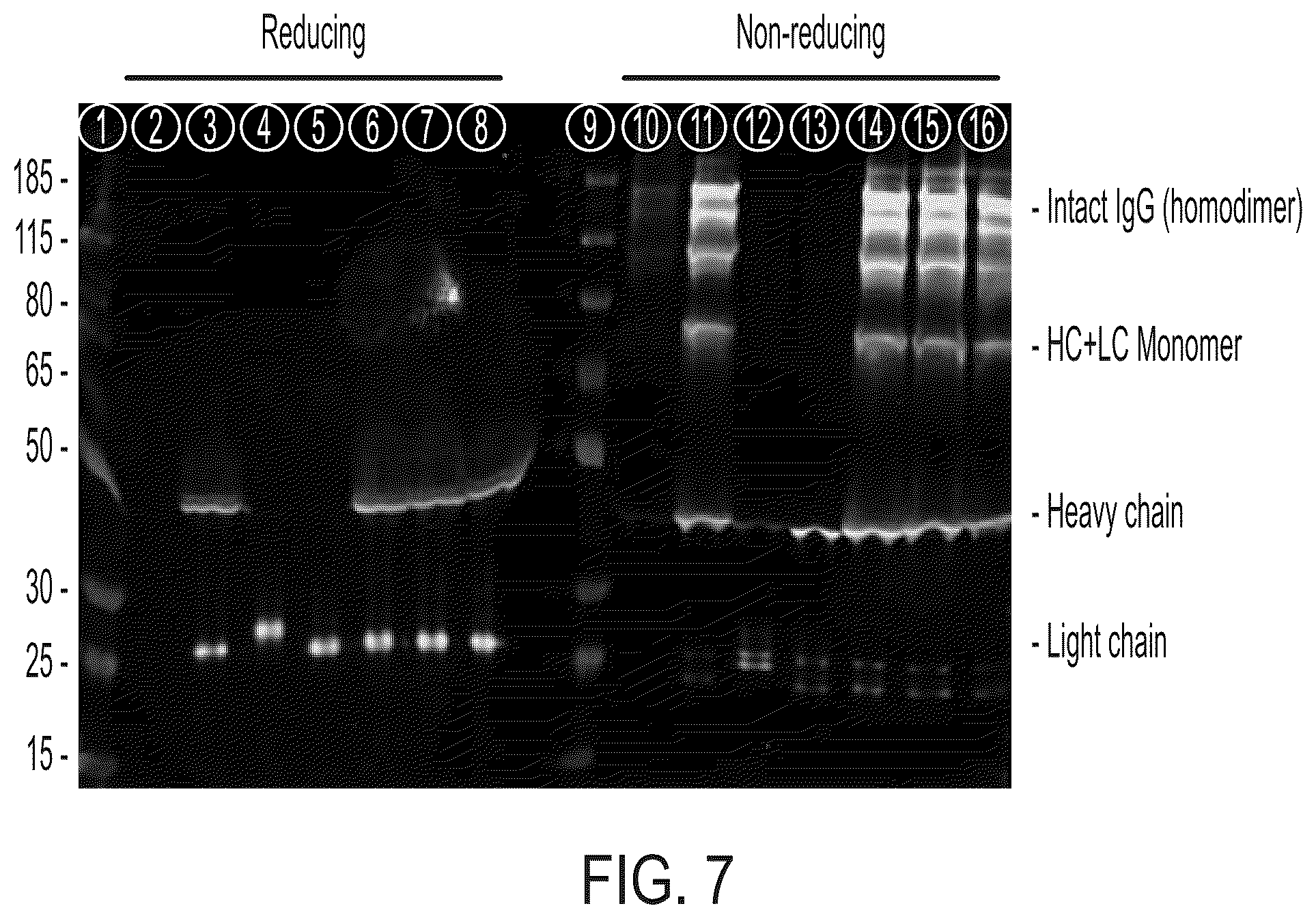 Patent US12365726 Figure 10 – Anti-VEGF antibody constructs