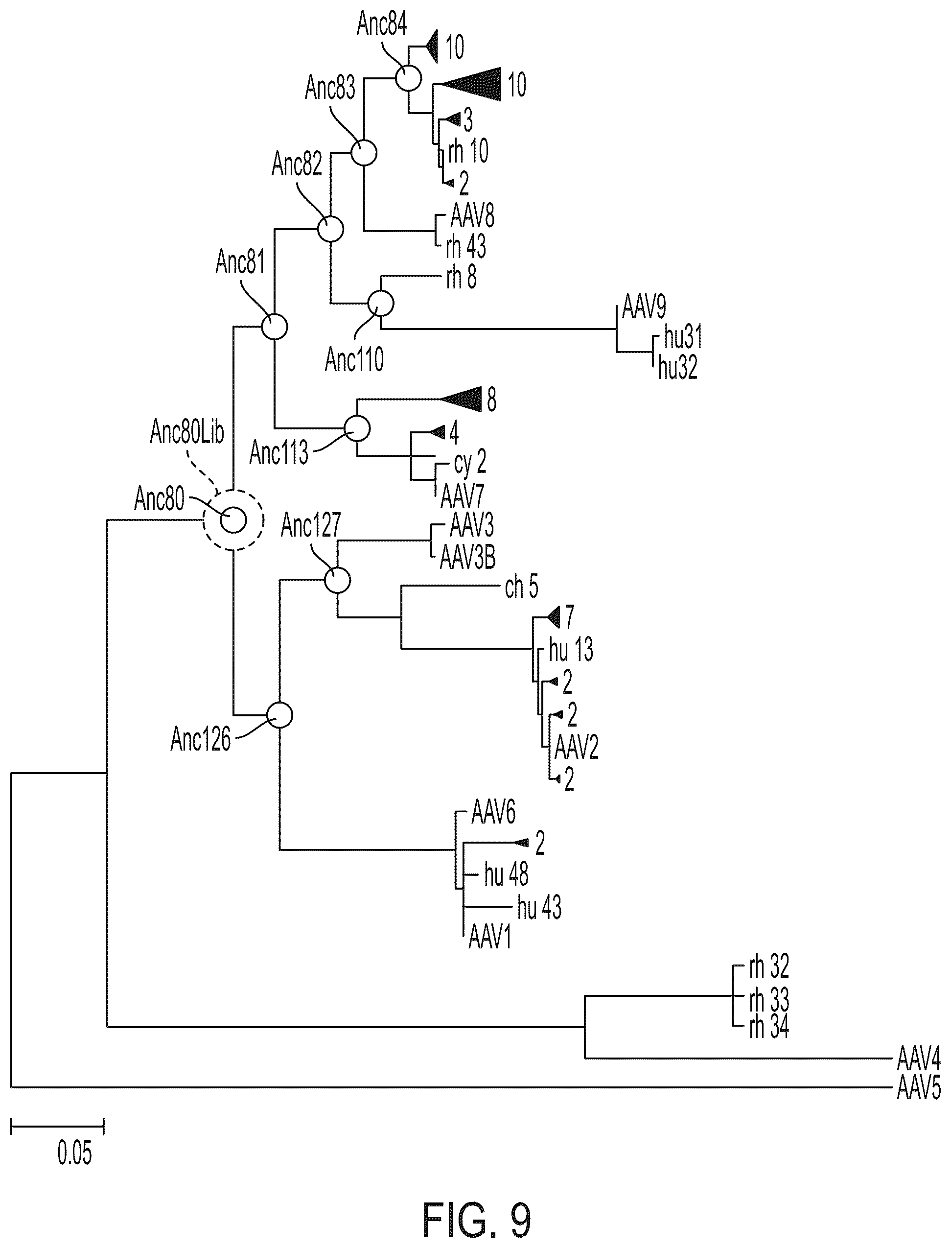 Patent US12365726 Figure 15 – Anti-VEGF antibody constructs