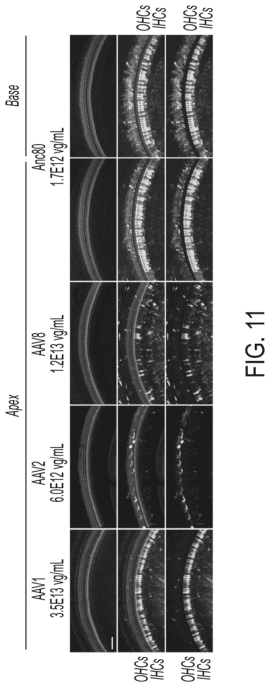 Patent US12365726 Figure 17 – Anti-VEGF antibody constructs
