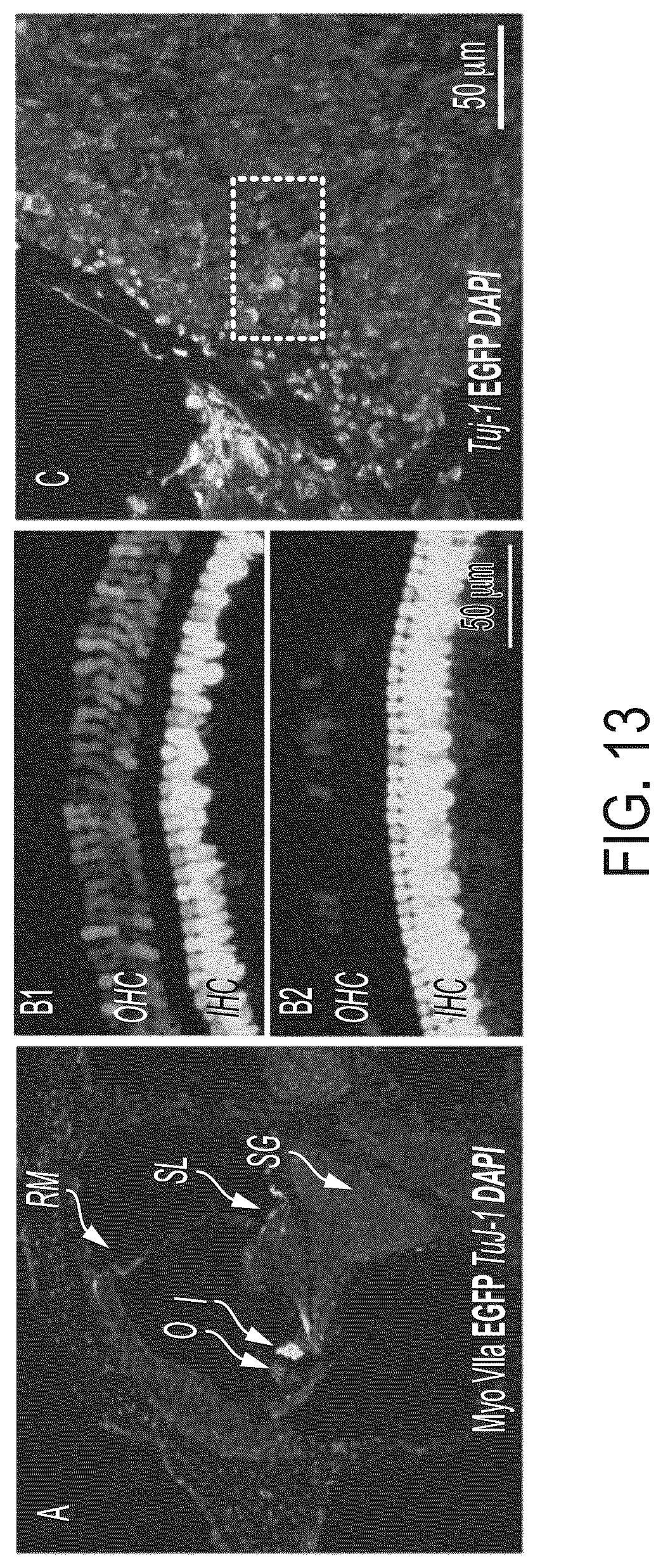 Patent US12365726 Figure 19 – Anti-VEGF antibody constructs