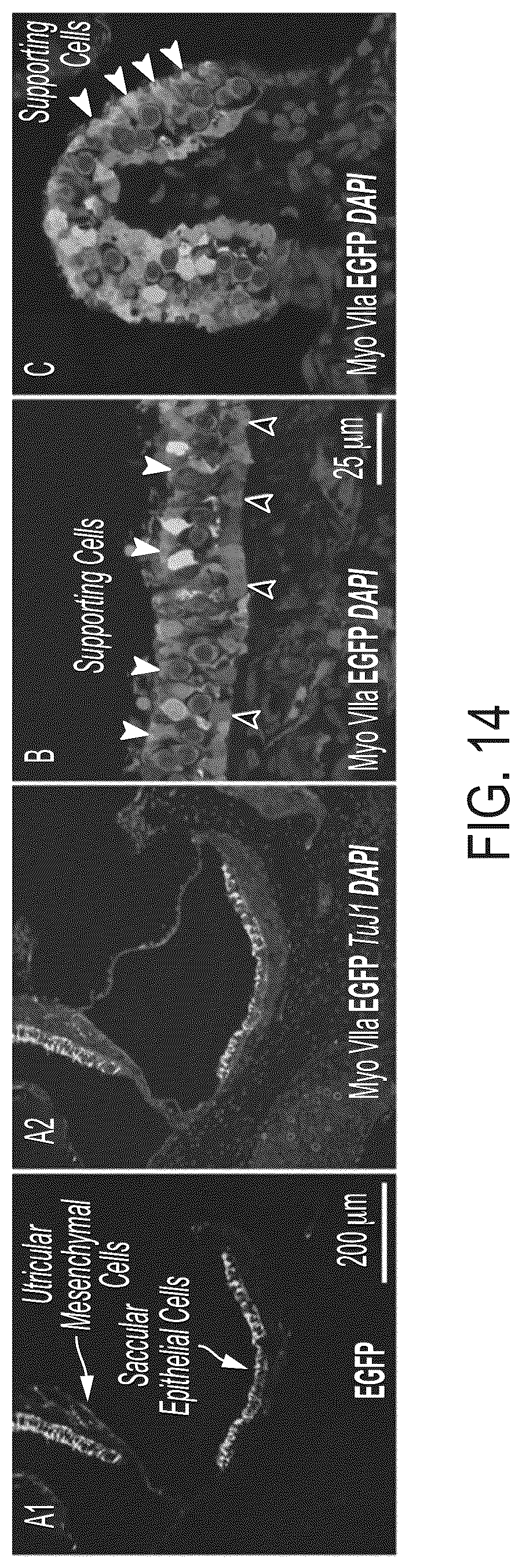 Patent US12365726 Figure 20 – Anti-VEGF antibody constructs