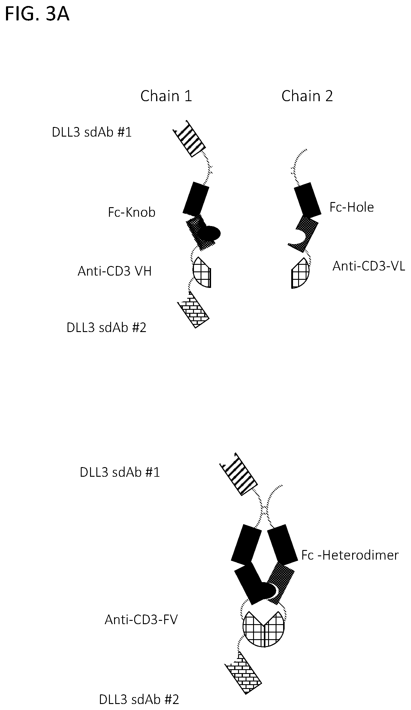 Patent US12365728 Figure 8 – DLL3 single domain antibodies and therapeutic compositions thereof