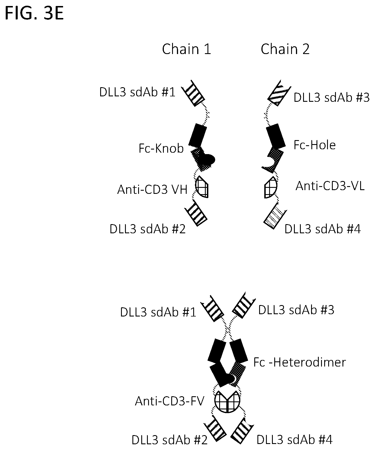 Patent US12365728 Figure 12 – DLL3 single domain antibodies and therapeutic compositions thereof