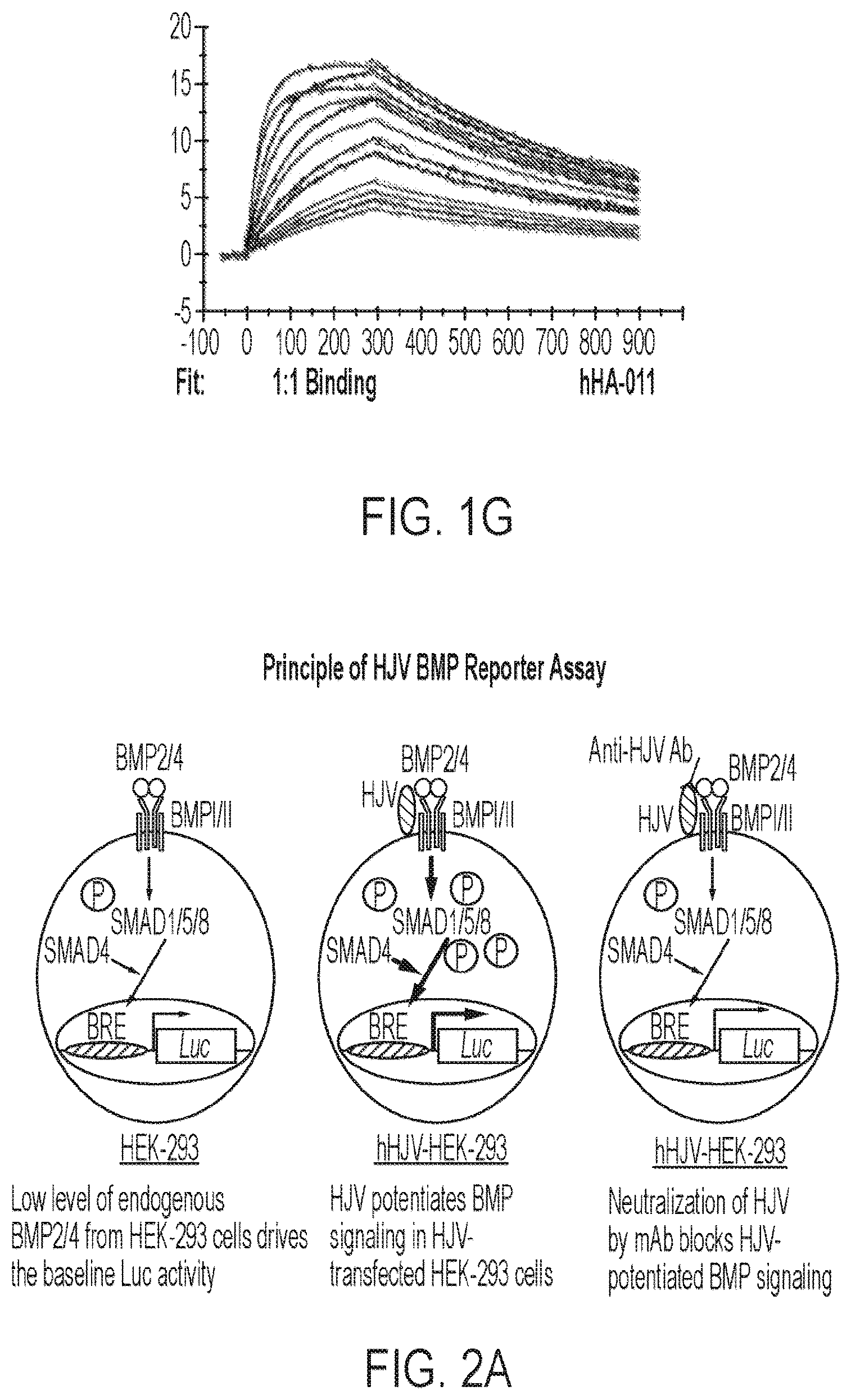 Patent US12365729 Figure 4 – Anti-hemojuvelin (HJV) antibodies for treating myelofibrosis