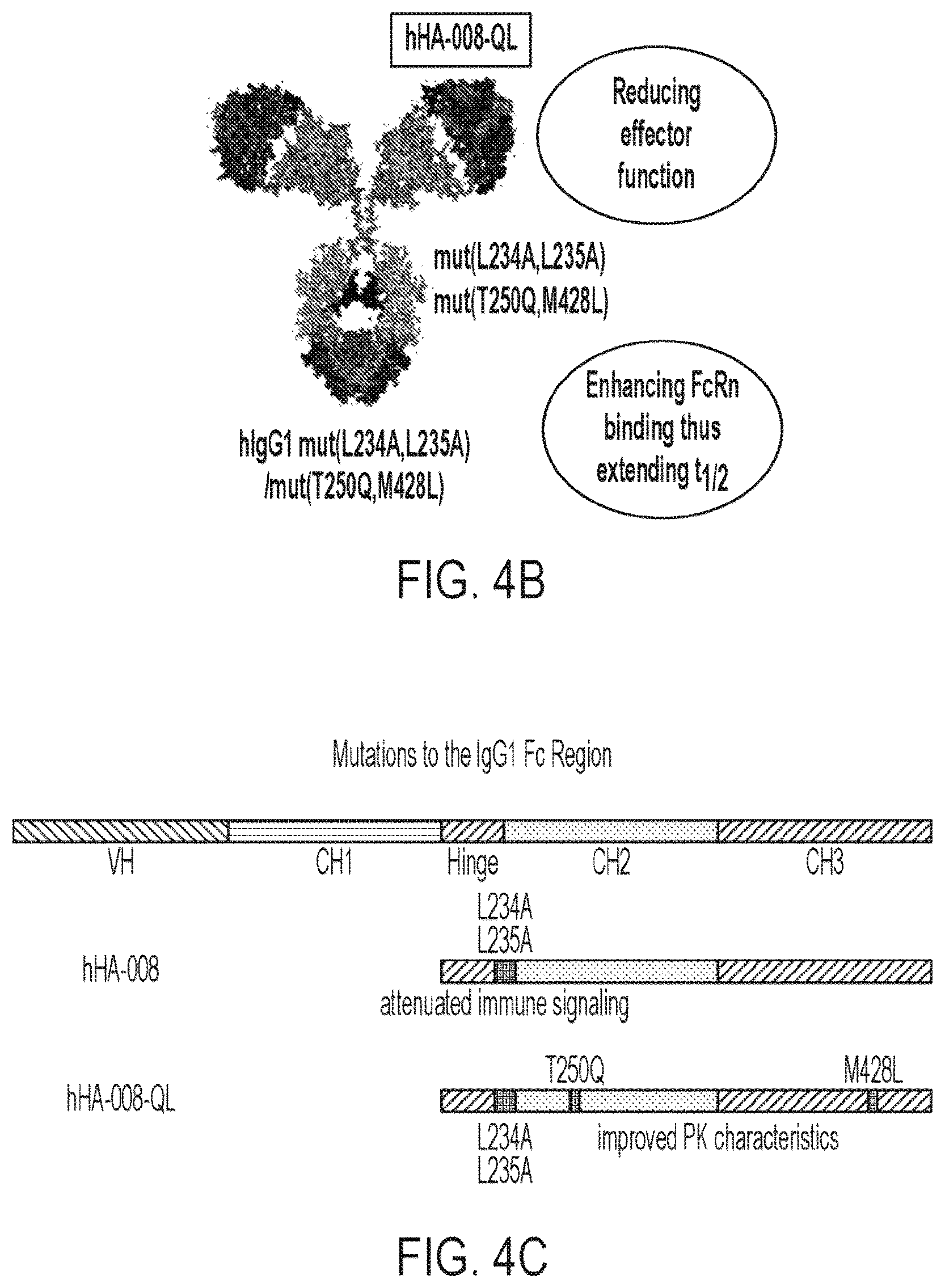 Patent US12365729 Figure 7 – Anti-hemojuvelin (HJV) antibodies for treating myelofibrosis