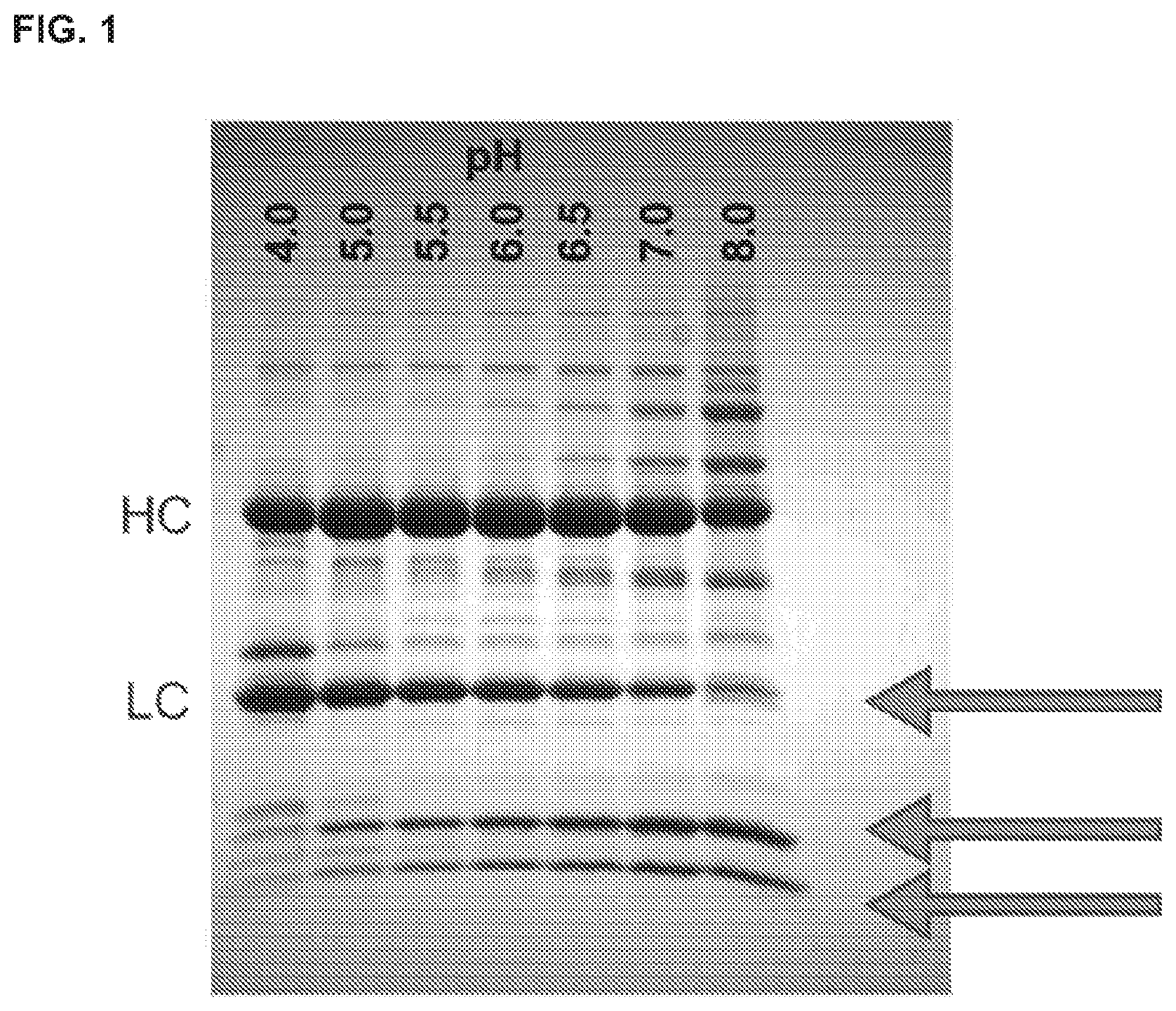 Patent US12365734 Figure 1 – Anti-alpha beta TCR binding polypeptides with reduced fragmentation