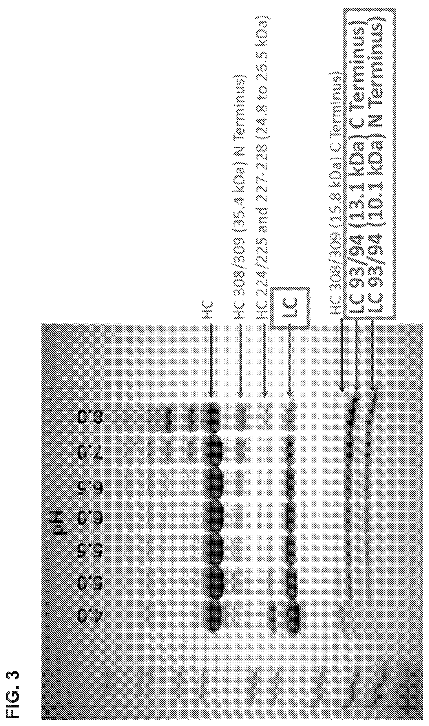 Patent US12365734 Figure 3 – Anti-alpha beta TCR binding polypeptides with reduced fragmentation