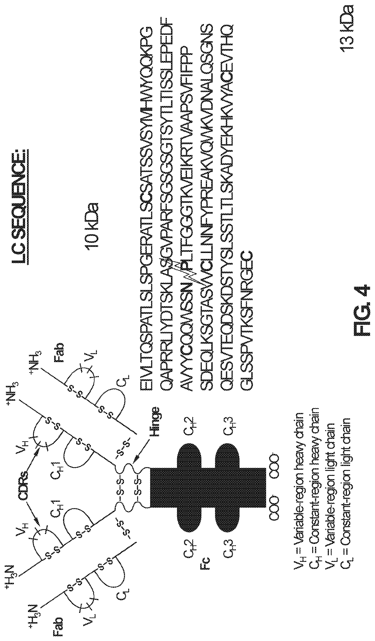 Patent US12365734 Figure 4 – Anti-alpha beta TCR binding polypeptides with reduced fragmentation