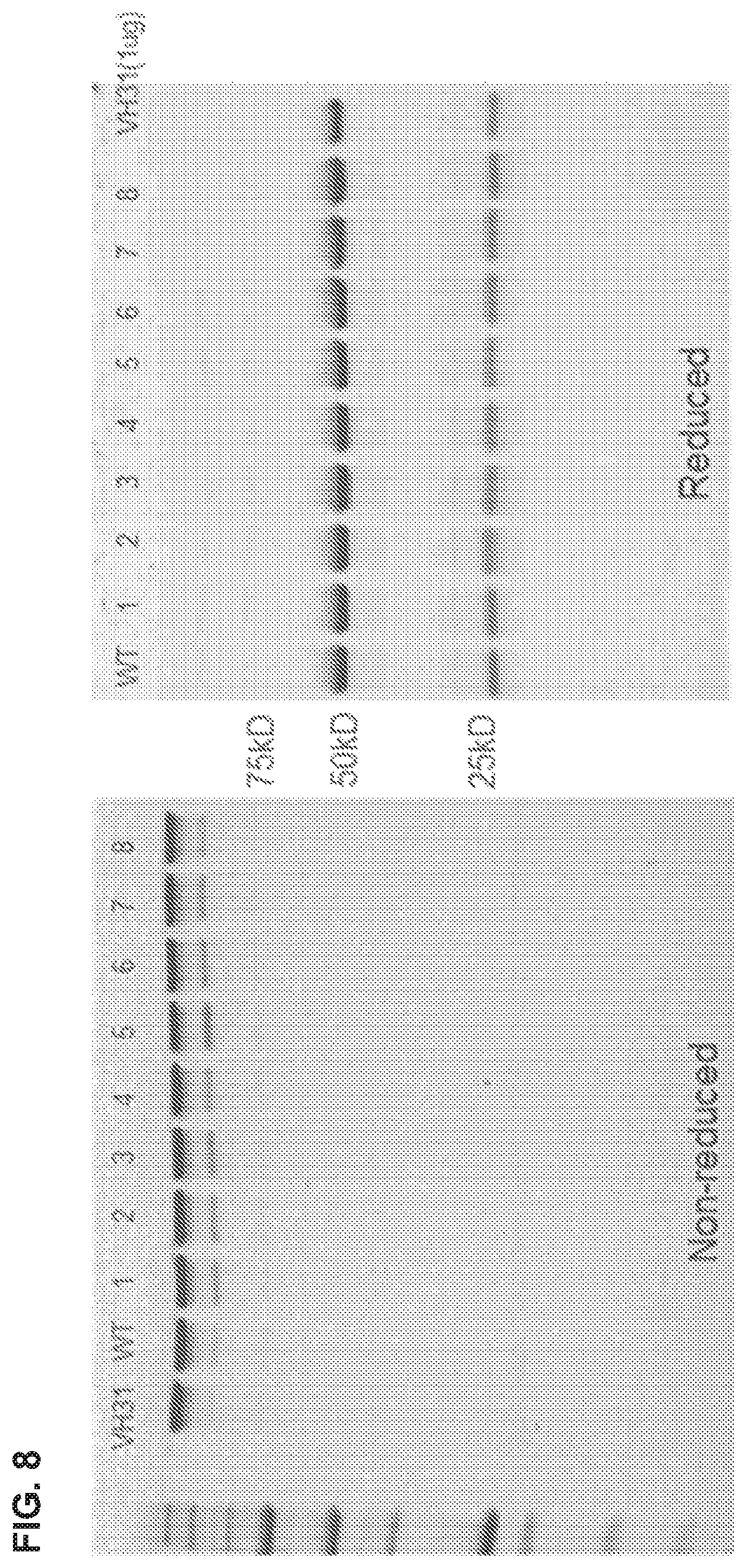 Patent US12365734 Figure 9 – Anti-alpha beta TCR binding polypeptides with reduced fragmentation
