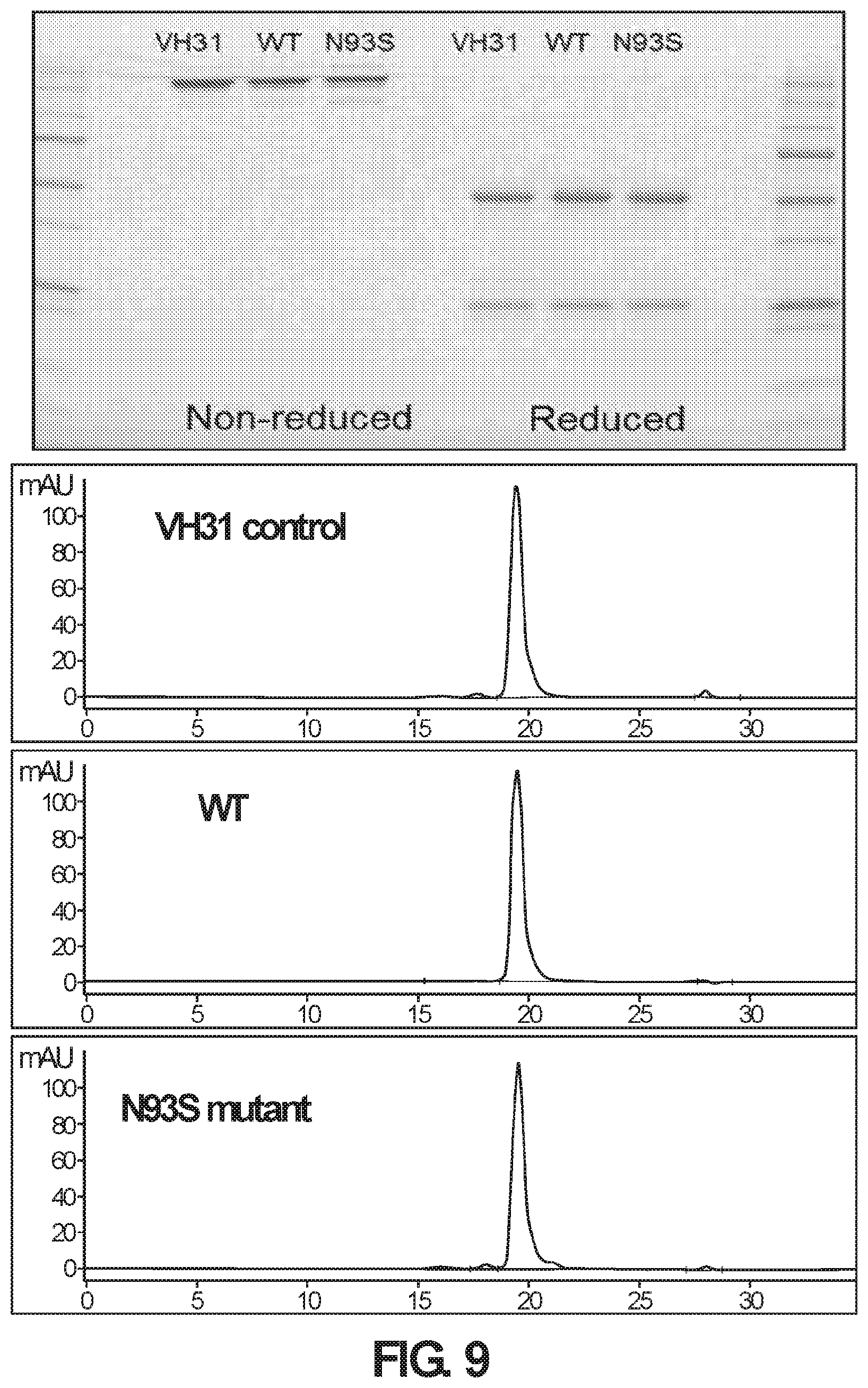Patent US12365734 Figure 10 – Anti-alpha beta TCR binding polypeptides with reduced fragmentation