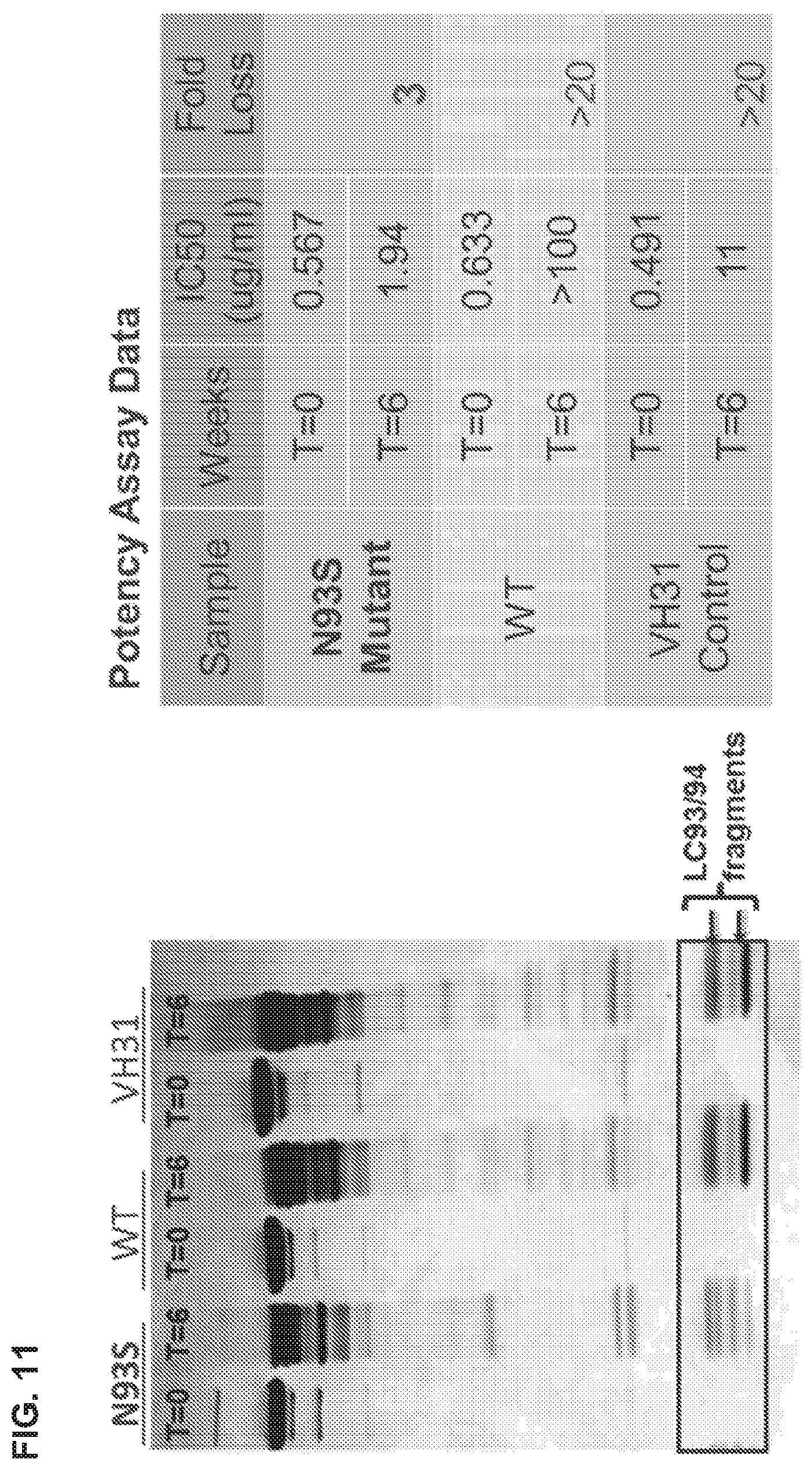 Patent US12365734 Figure 12 – Anti-alpha beta TCR binding polypeptides with reduced fragmentation