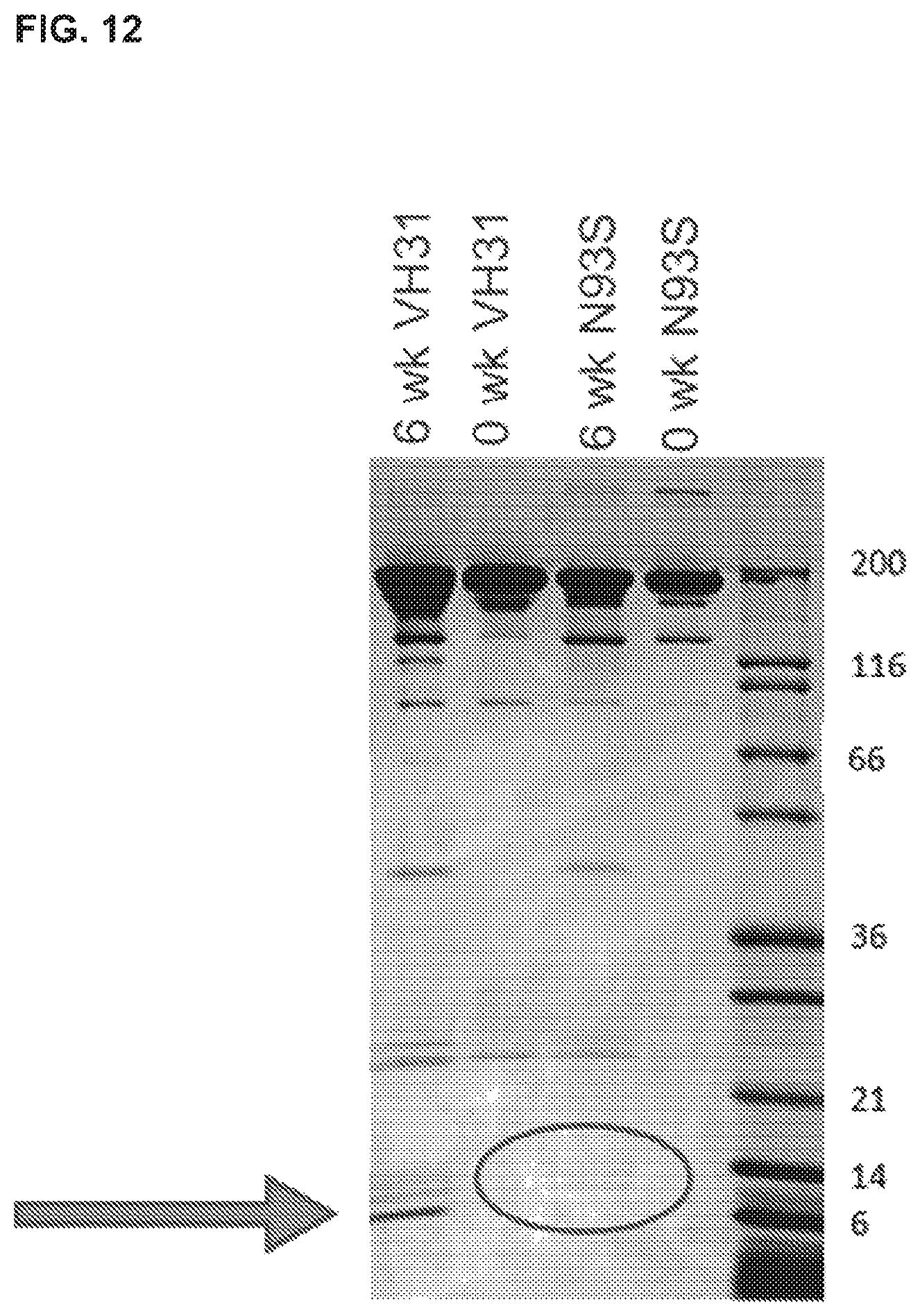 Patent US12365734 Figure 13 – Anti-alpha beta TCR binding polypeptides with reduced fragmentation