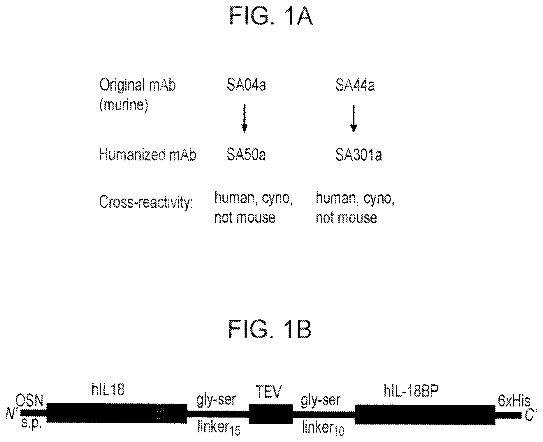 Patent US12365737 — Anti-IL-18BP antibodies — Figure 1