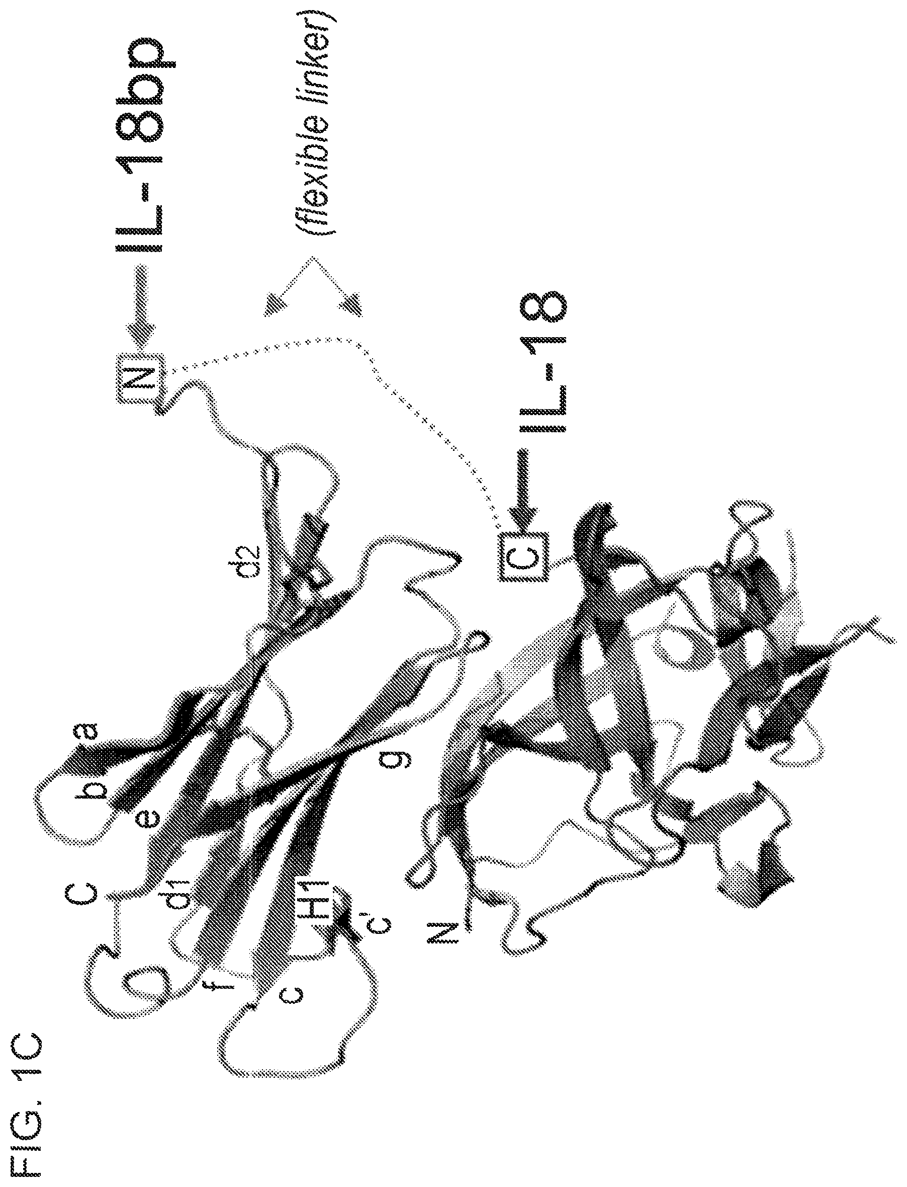 Patent US12365737 Figure 2 – Anti-IL-18BP antibodies