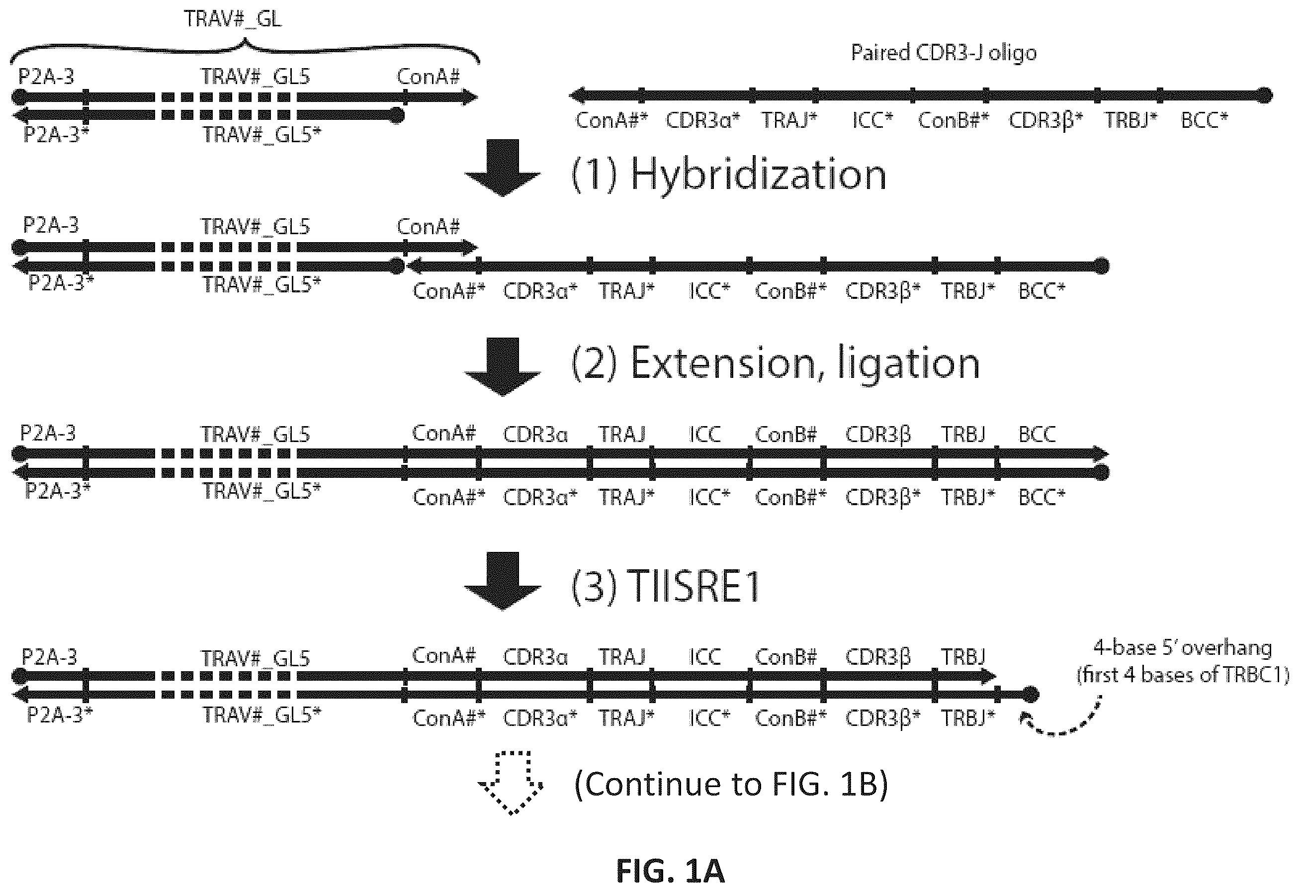 Patent US12365742 — Compositions and methods for t-cell receptor gene assembly — Figure 1