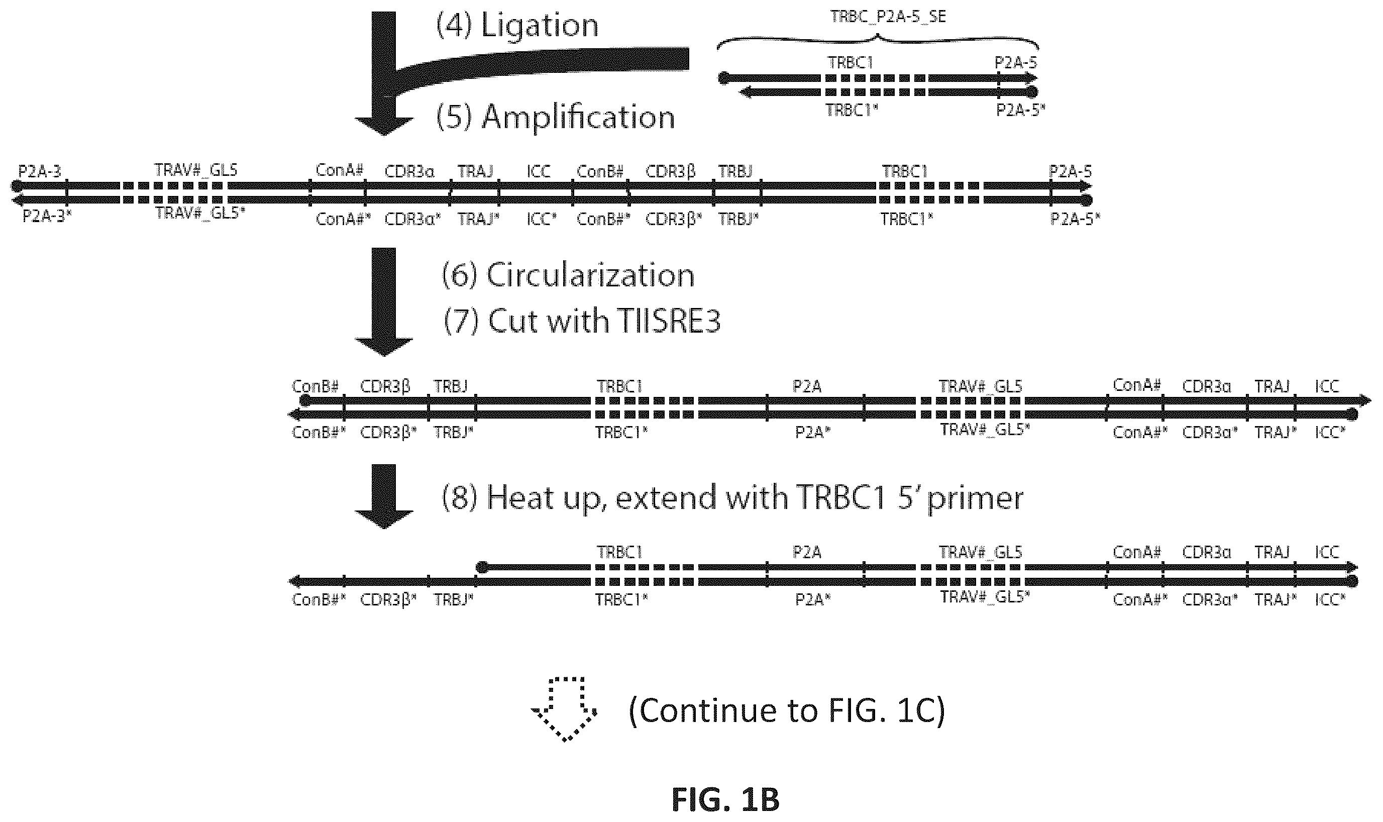 Patent US12365742 Figure 2 – Compositions and methods for t-cell receptor gene assembly