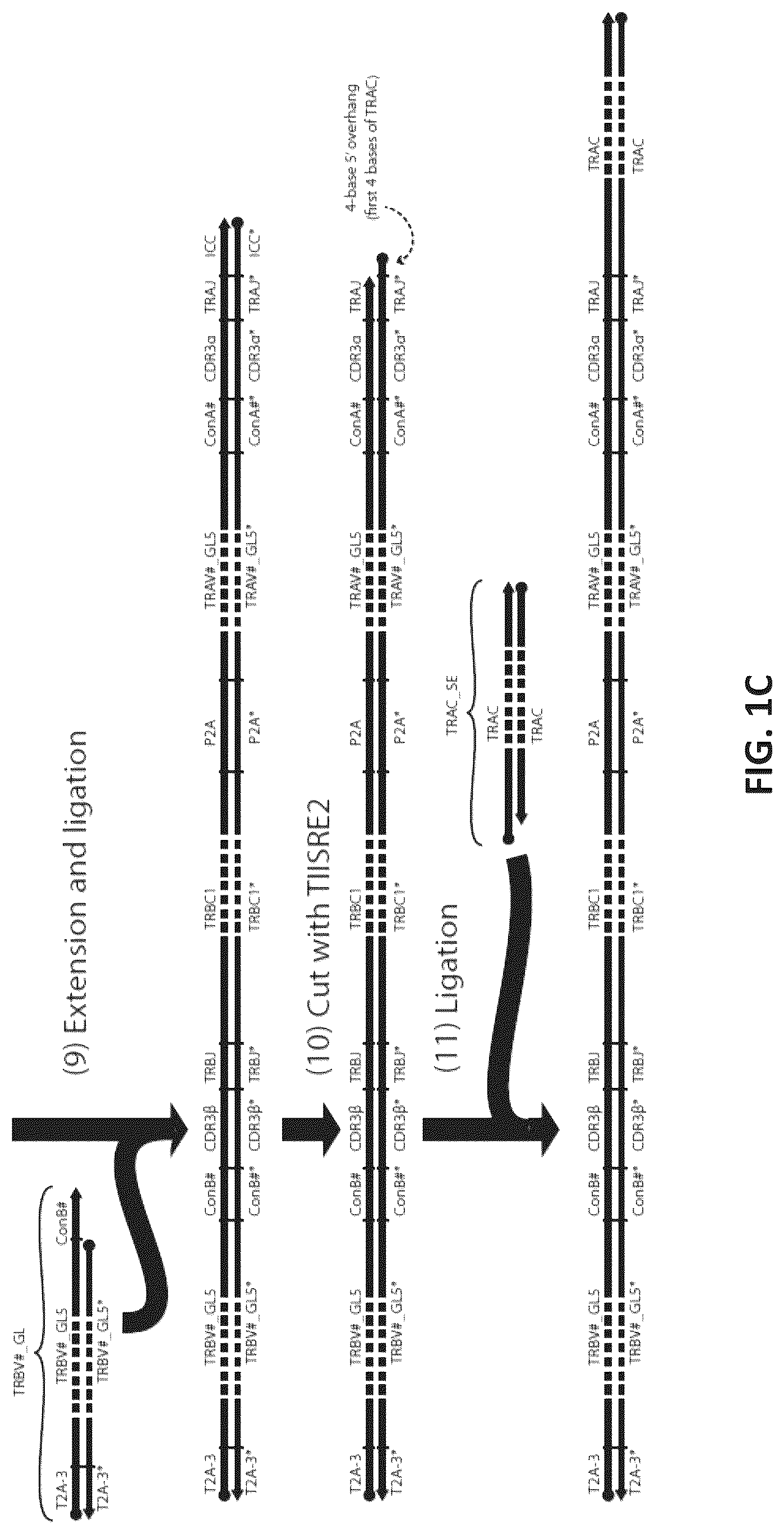 Patent US12365742 Figure 3 – Compositions and methods for t-cell receptor gene assembly