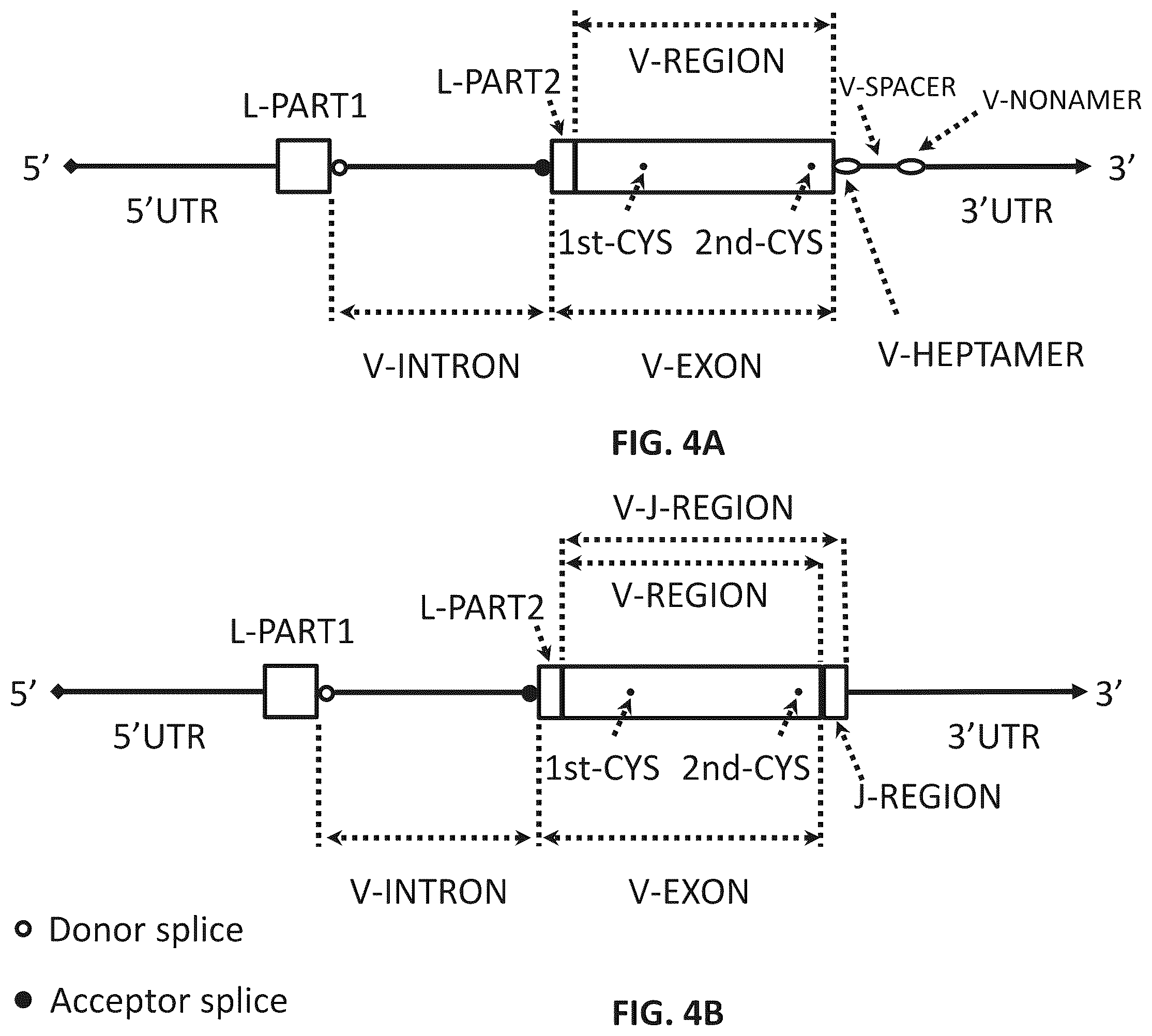 Patent US12365742 Figure 6 – Compositions and methods for t-cell receptor gene assembly