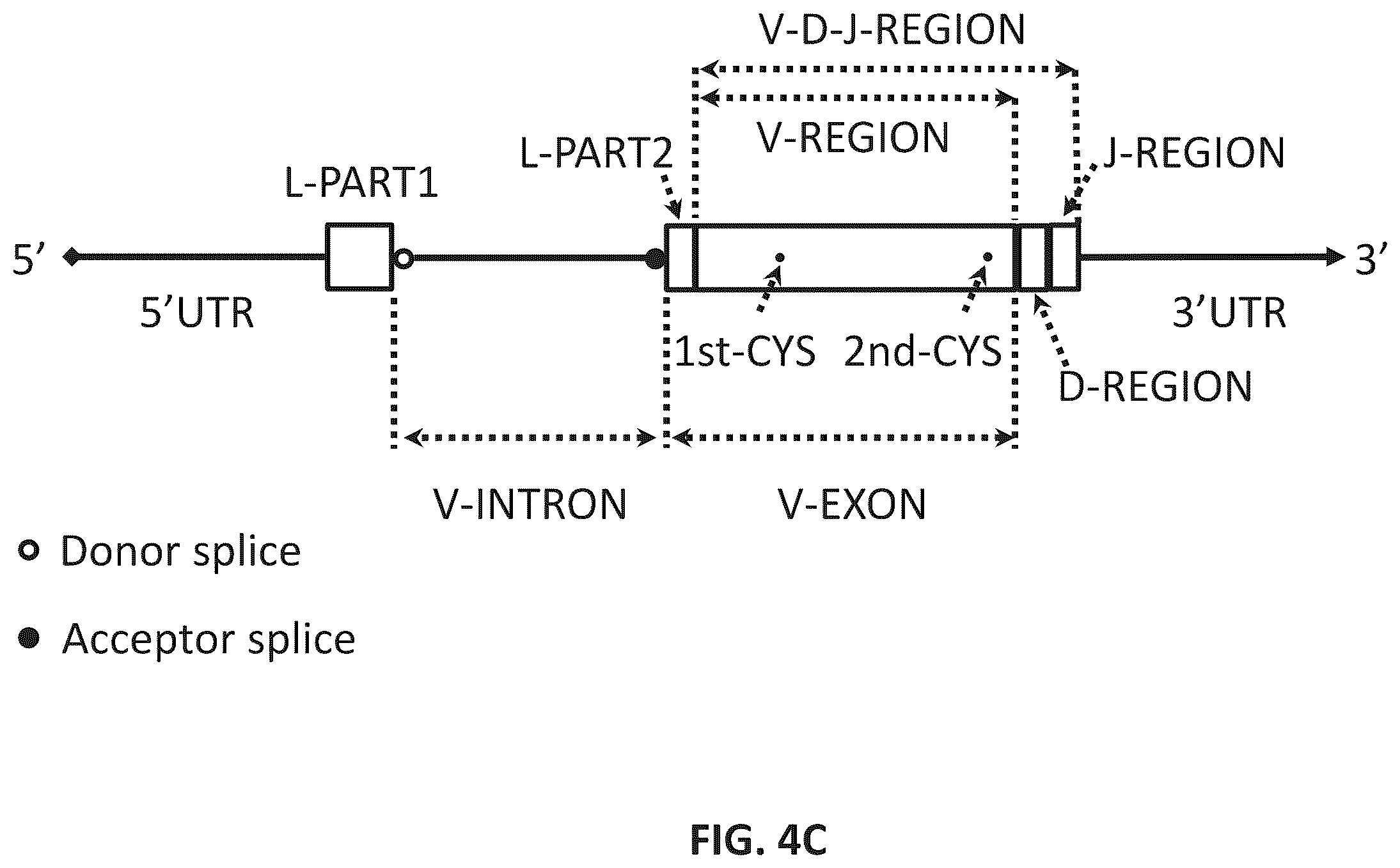 Patent US12365742 Figure 7 – Compositions and methods for t-cell receptor gene assembly