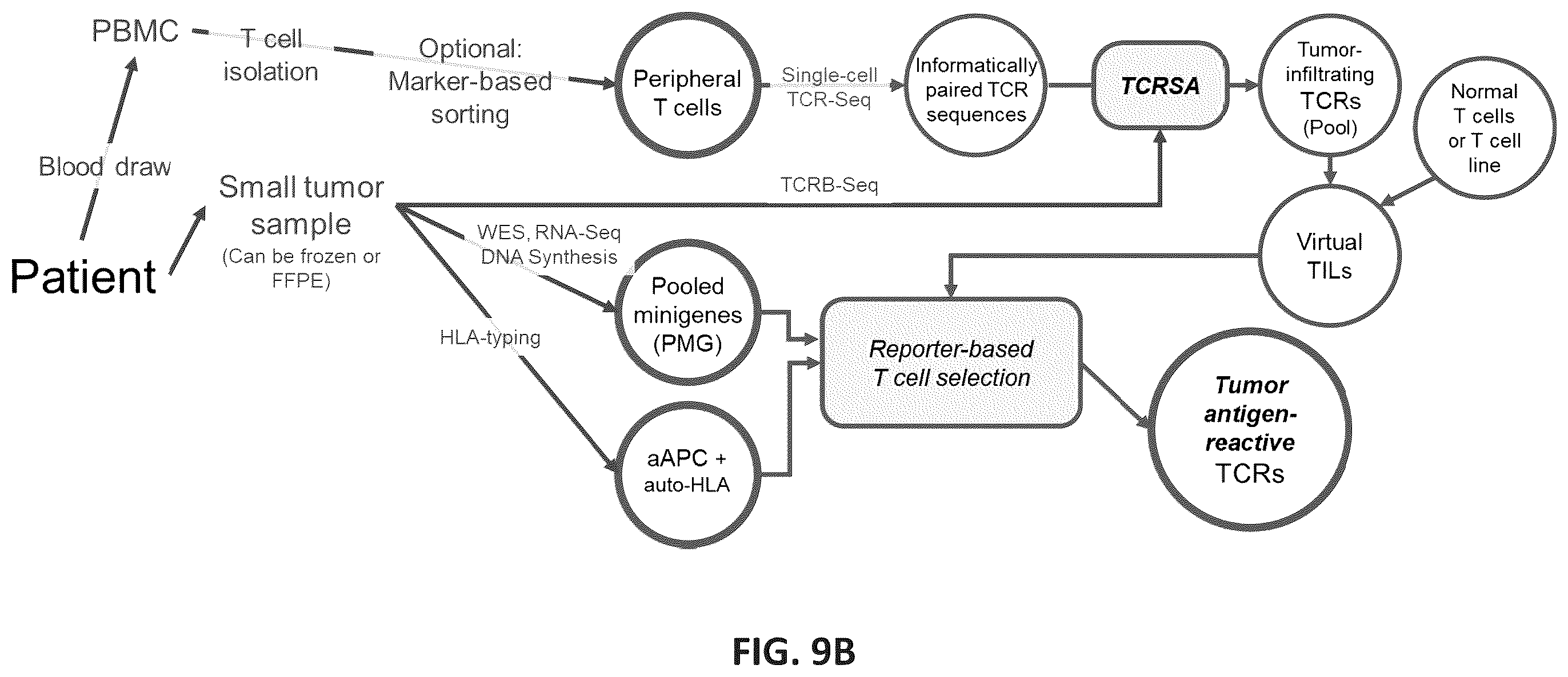 Patent US12365742 Figure 13 – Compositions and methods for t-cell receptor gene assembly