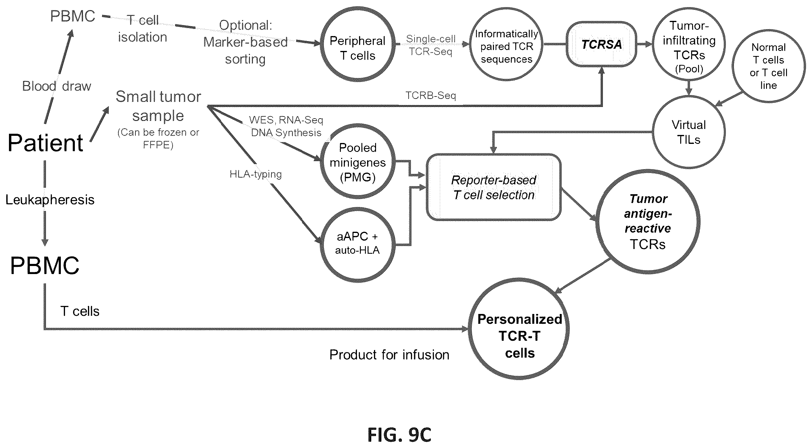 Patent US12365742 Figure 14 – Compositions and methods for t-cell receptor gene assembly