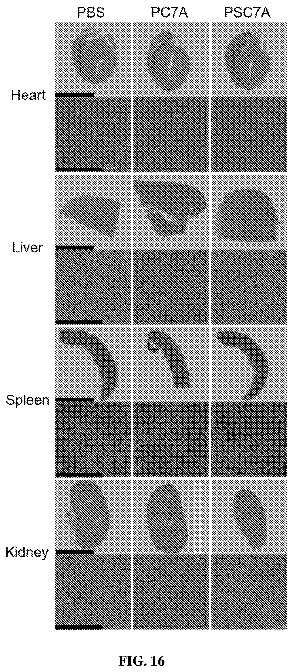 Patent US12365761 Figure 13 – Biodegradable ultra-pH sensitive polymers