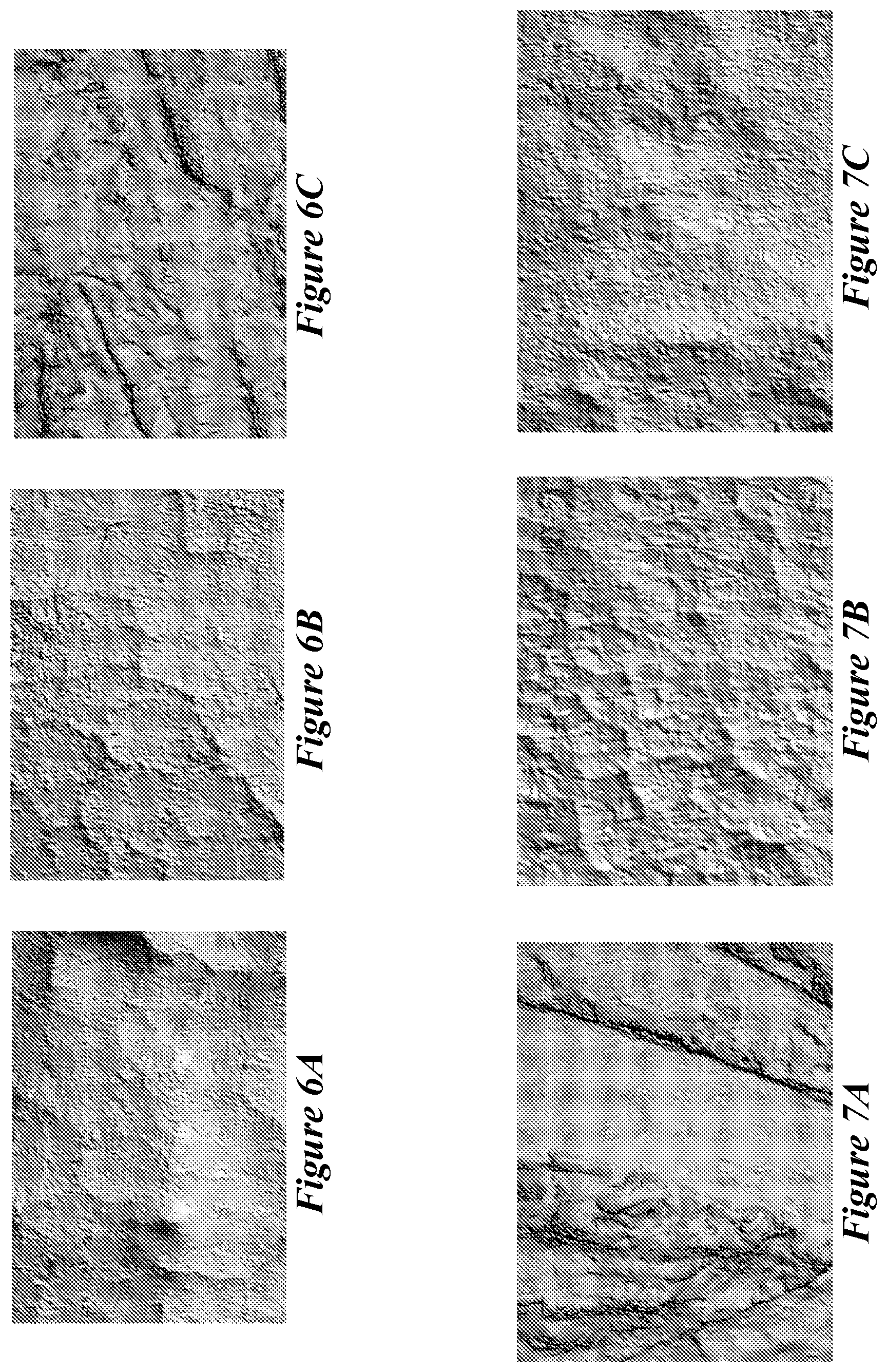 Patent US12365821 Figure 6 – Bio-based coatings and adhesives using oils of Physaria fendleri and Euphorbia Lagascae