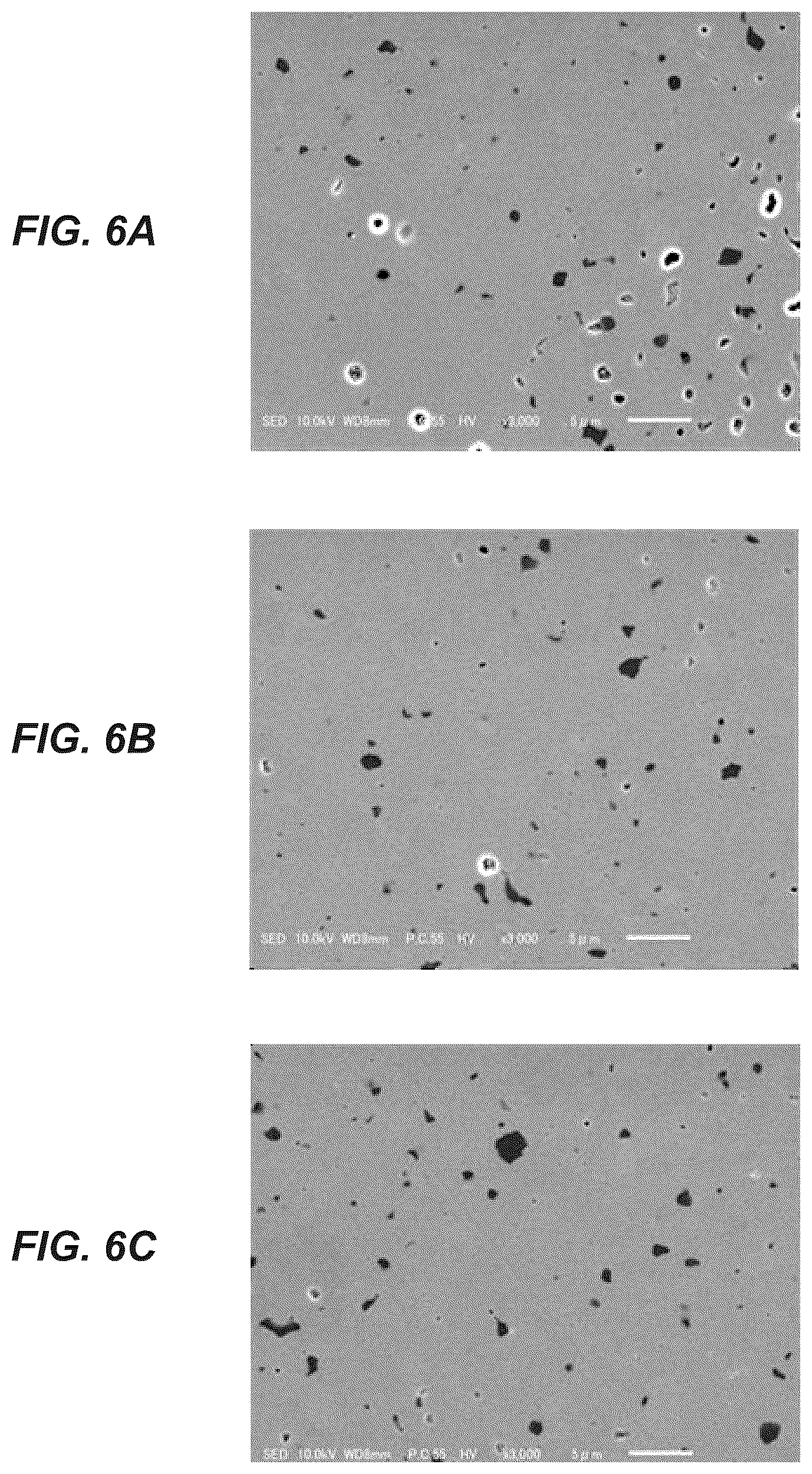 Patent US12365837 Figure 6 – Wavelength conversion member