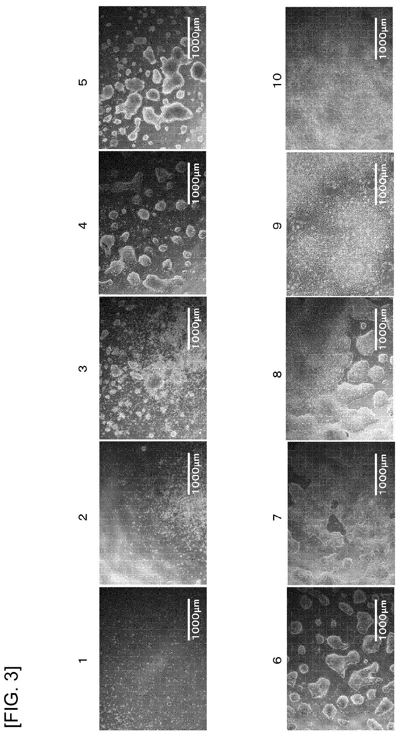 Patent US12365860 Figure 3 – Scaffolding material for stem cell cultures and stem cell culture method using same
