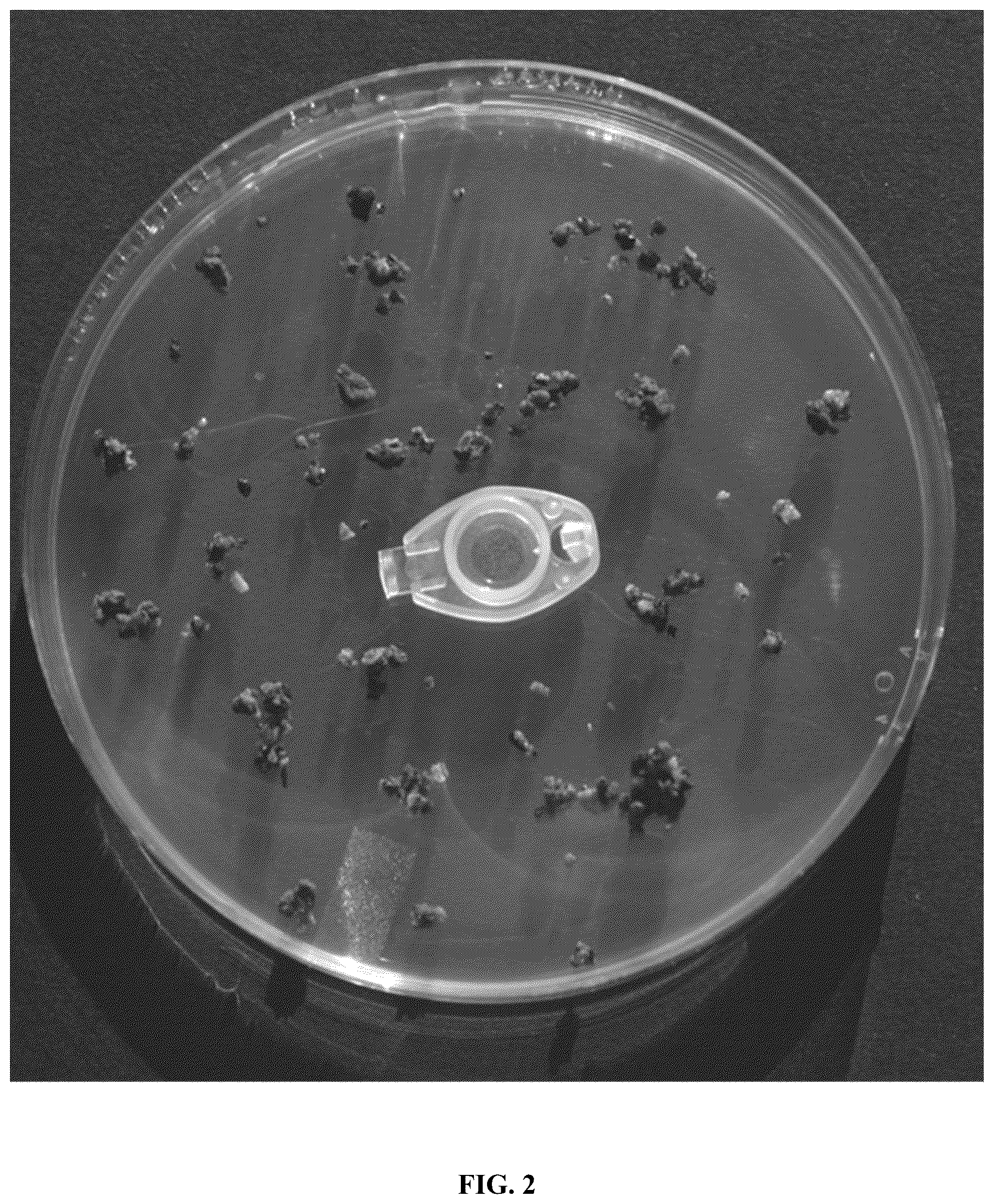 Patent US12365867 Figure 2 – Rapid isolation, cultivation methods and utilities of truffle fungi