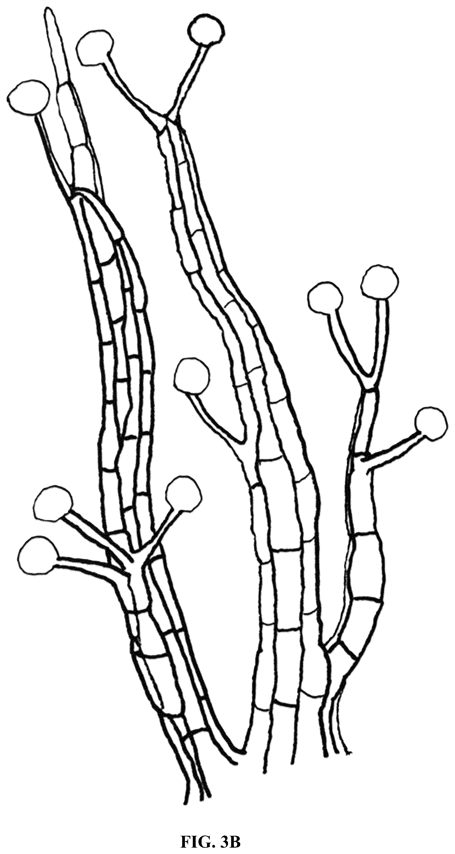 Patent US12365867 Figure 4 – Rapid isolation, cultivation methods and utilities of truffle fungi