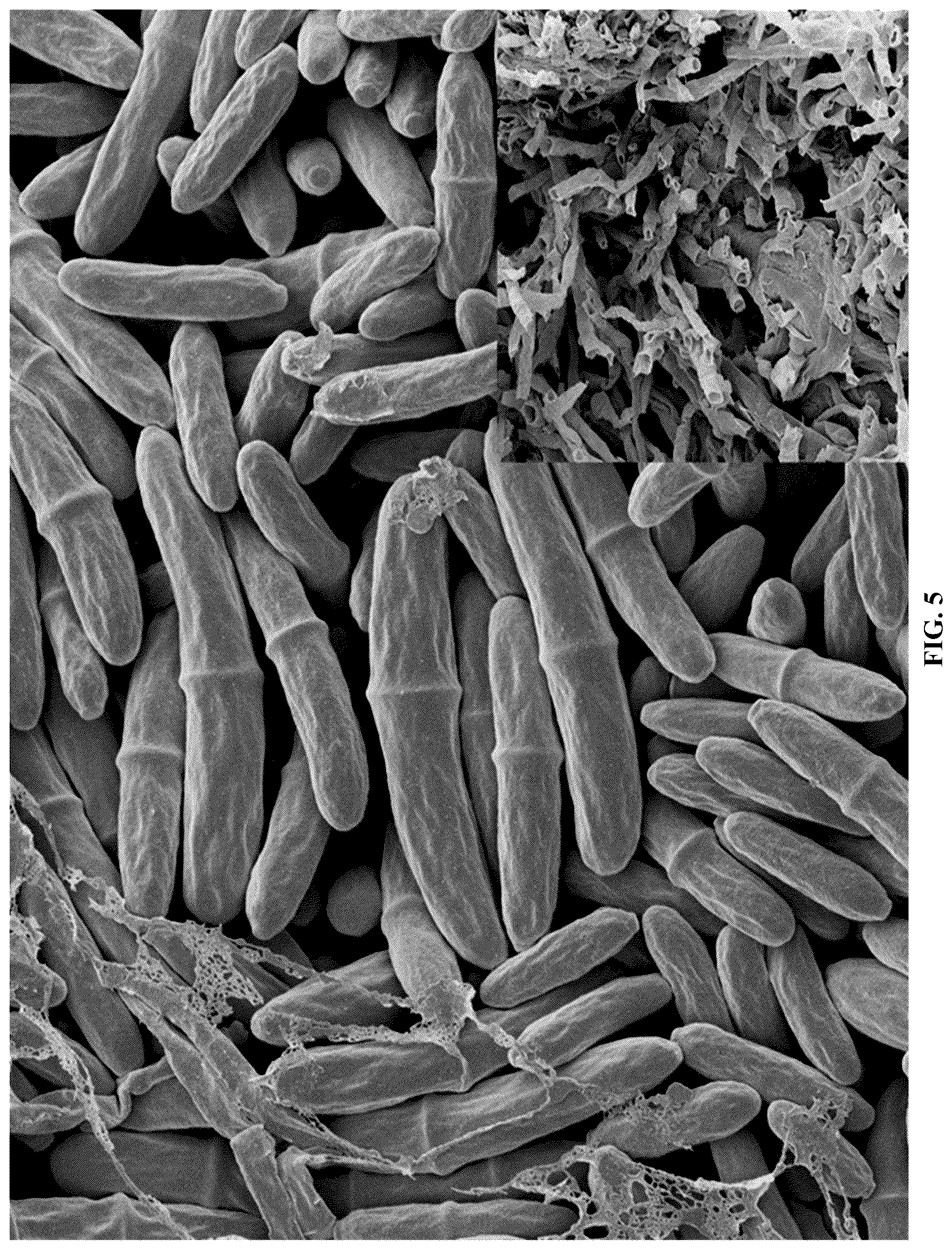 Patent US12365867 Figure 7 – Rapid isolation, cultivation methods and utilities of truffle fungi