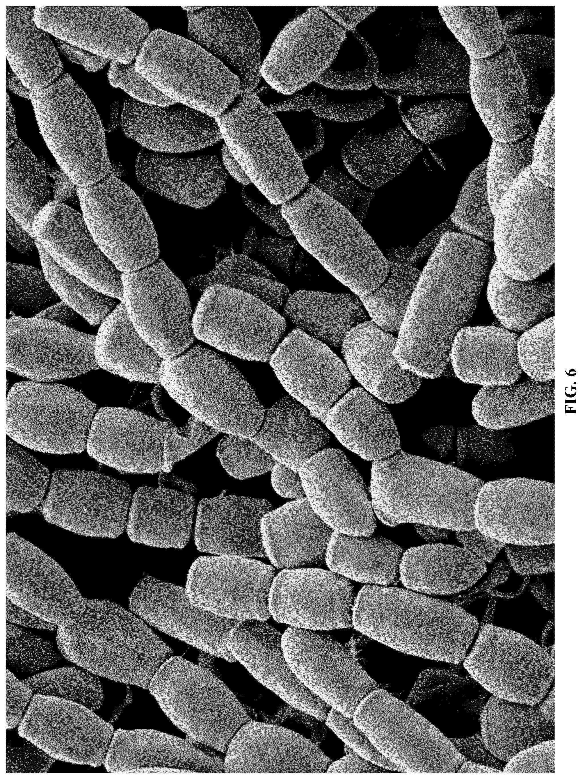 Patent US12365867 Figure 8 – Rapid isolation, cultivation methods and utilities of truffle fungi