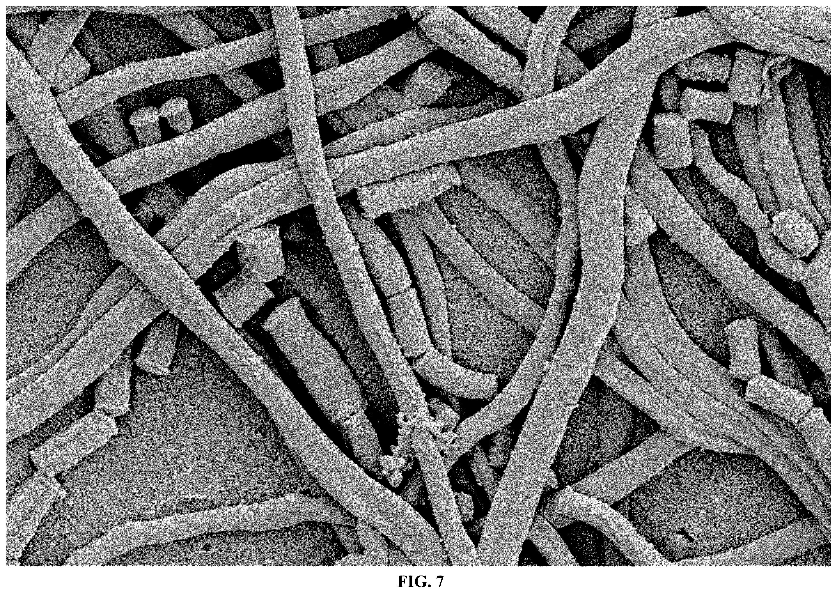 Patent US12365867 Figure 9 – Rapid isolation, cultivation methods and utilities of truffle fungi