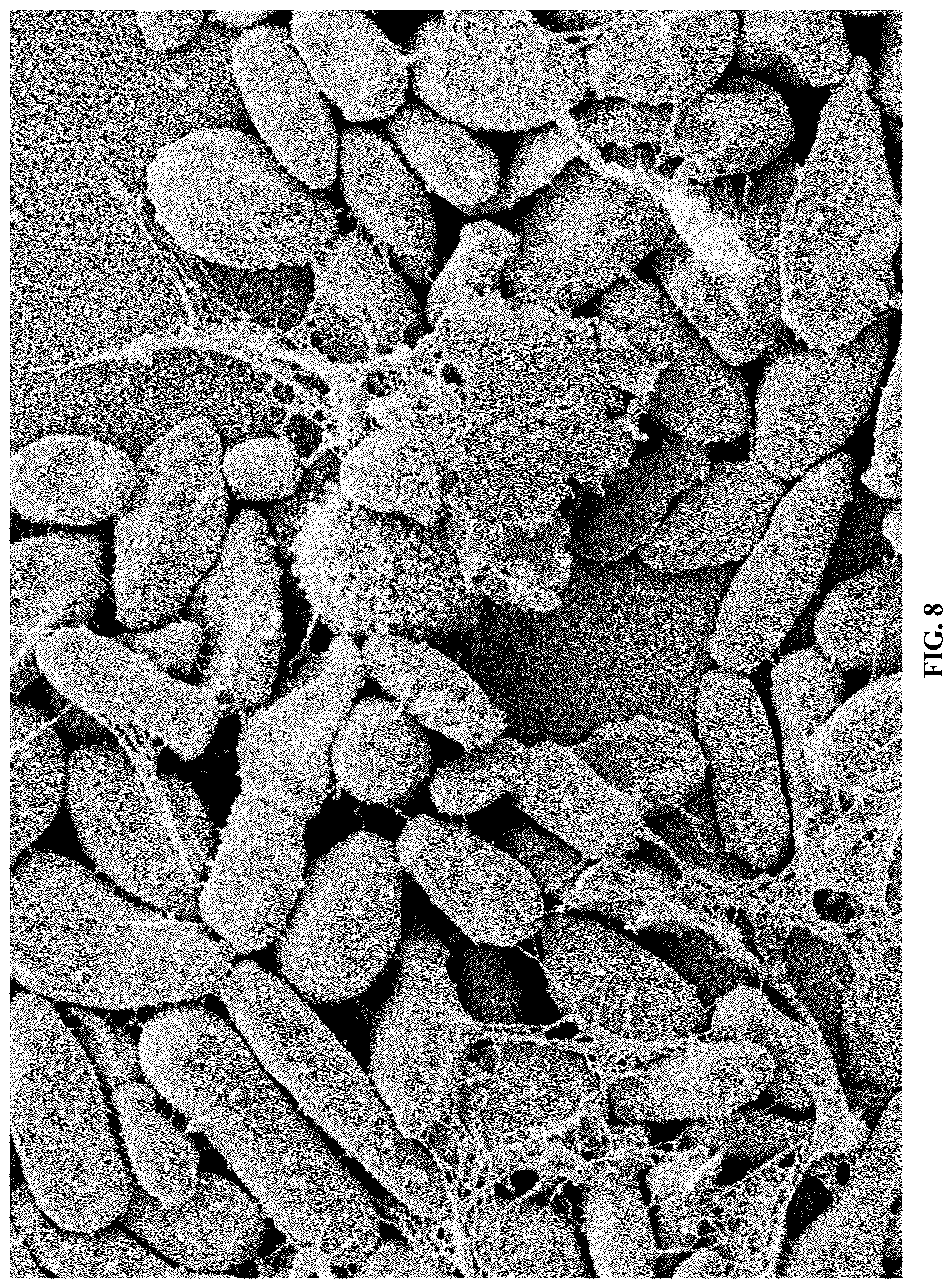 Patent US12365867 Figure 10 – Rapid isolation, cultivation methods and utilities of truffle fungi