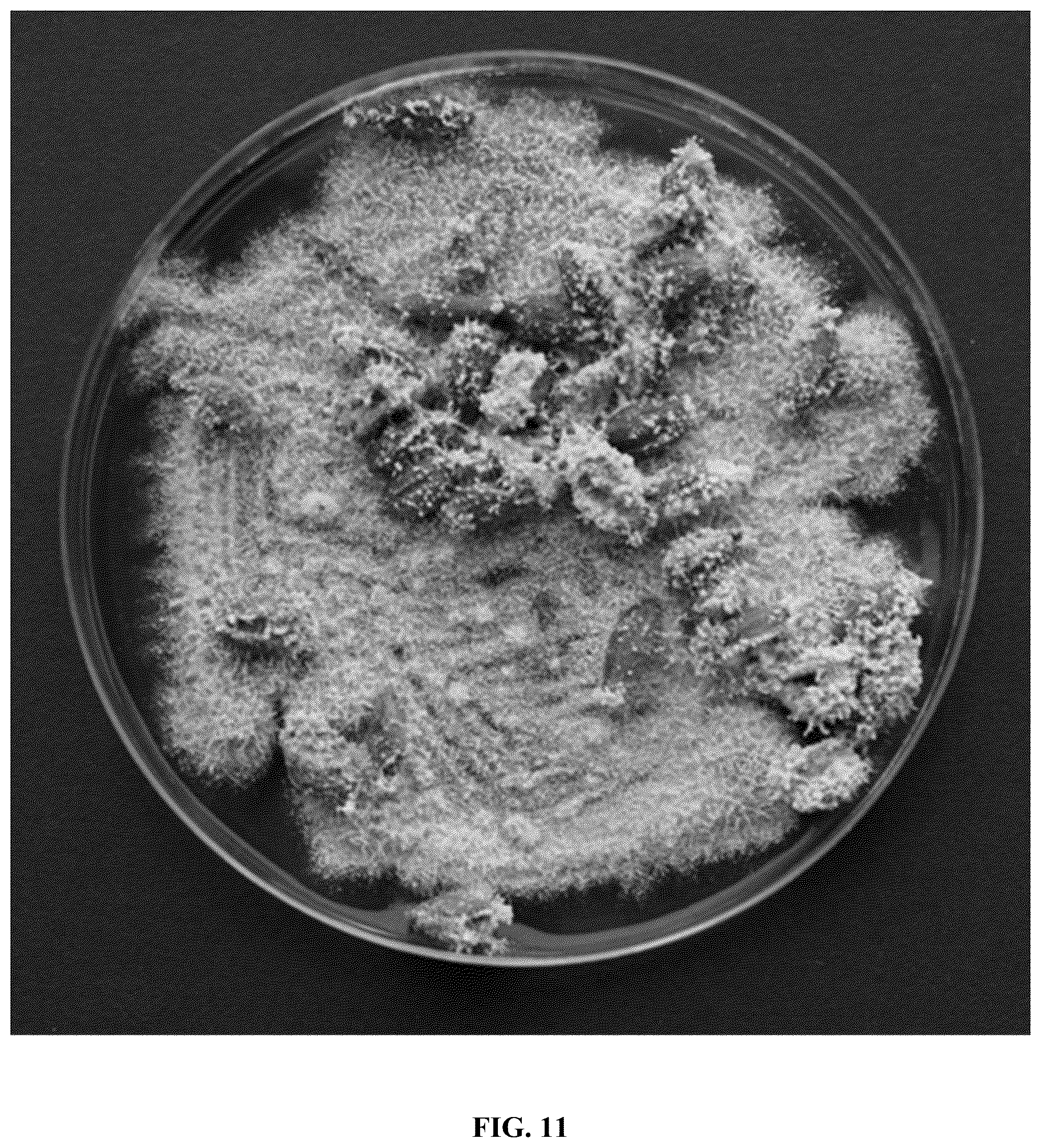 Patent US12365867 Figure 13 – Rapid isolation, cultivation methods and utilities of truffle fungi