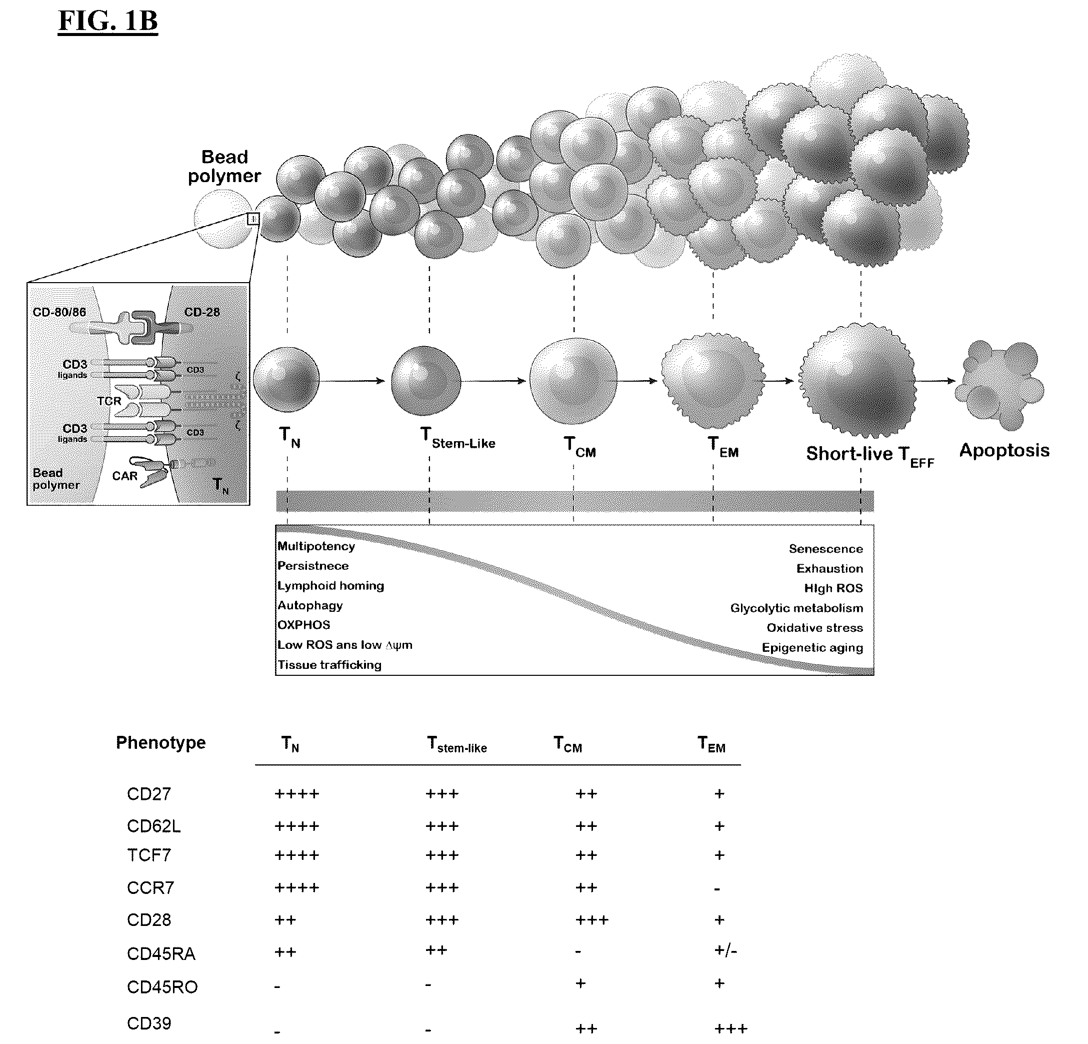 Patent US12365871 Figure 2 – Methods for culturing cells