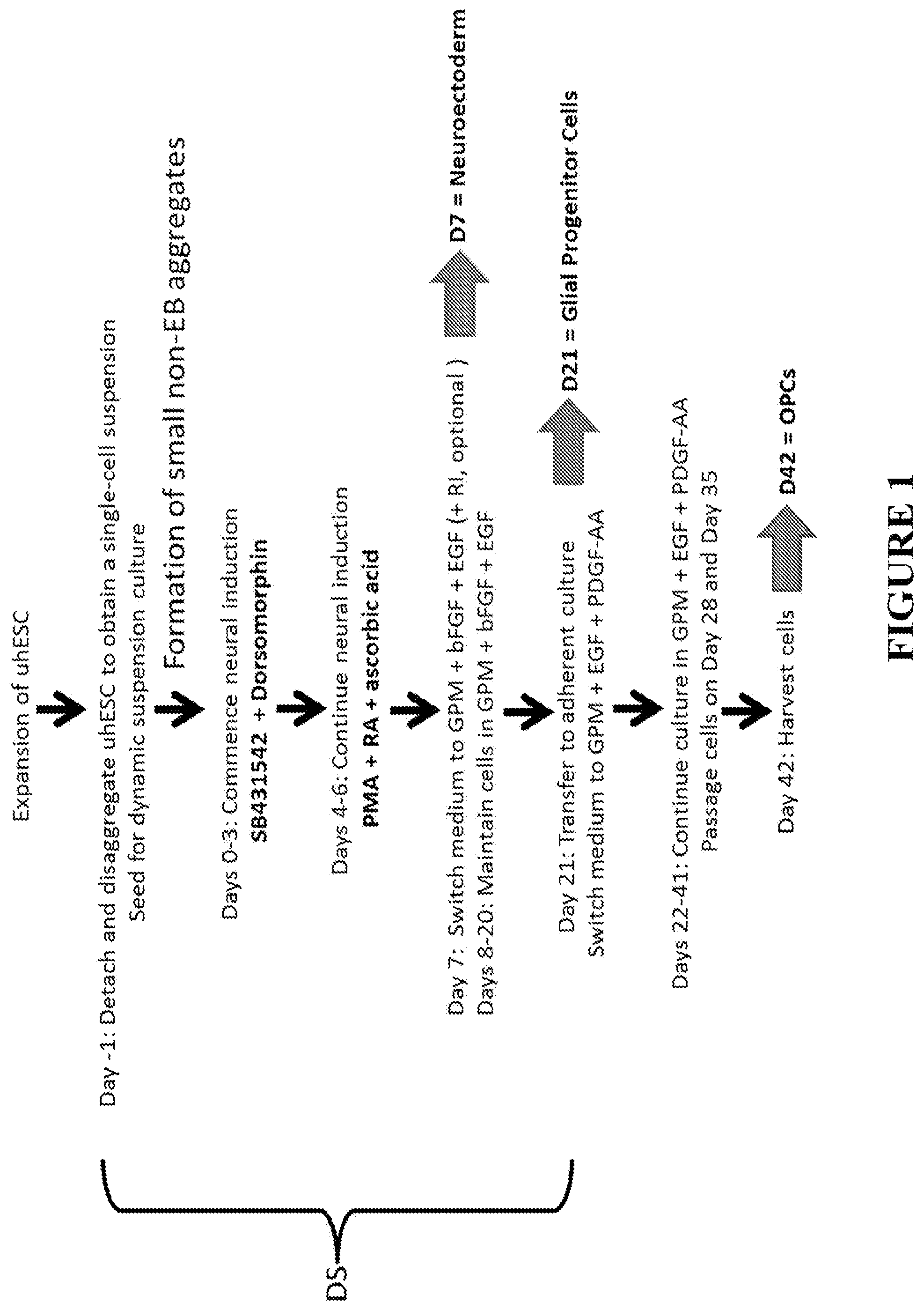Patent US12365872 Figure 1 – Methods for differentiating pluripotent stem cells in dynamic suspension culture