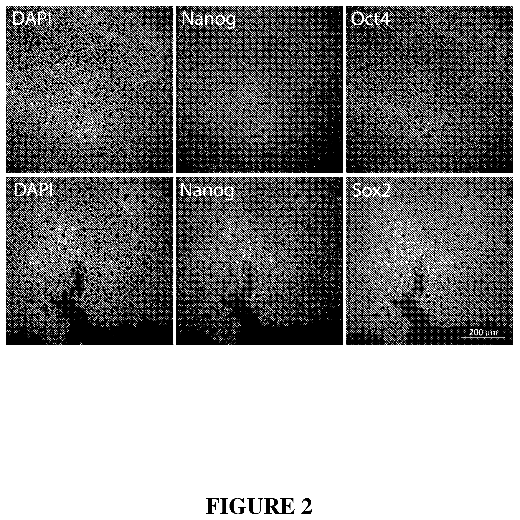 Patent US12365872 Figure 2 – Methods for differentiating pluripotent stem cells in dynamic suspension culture
